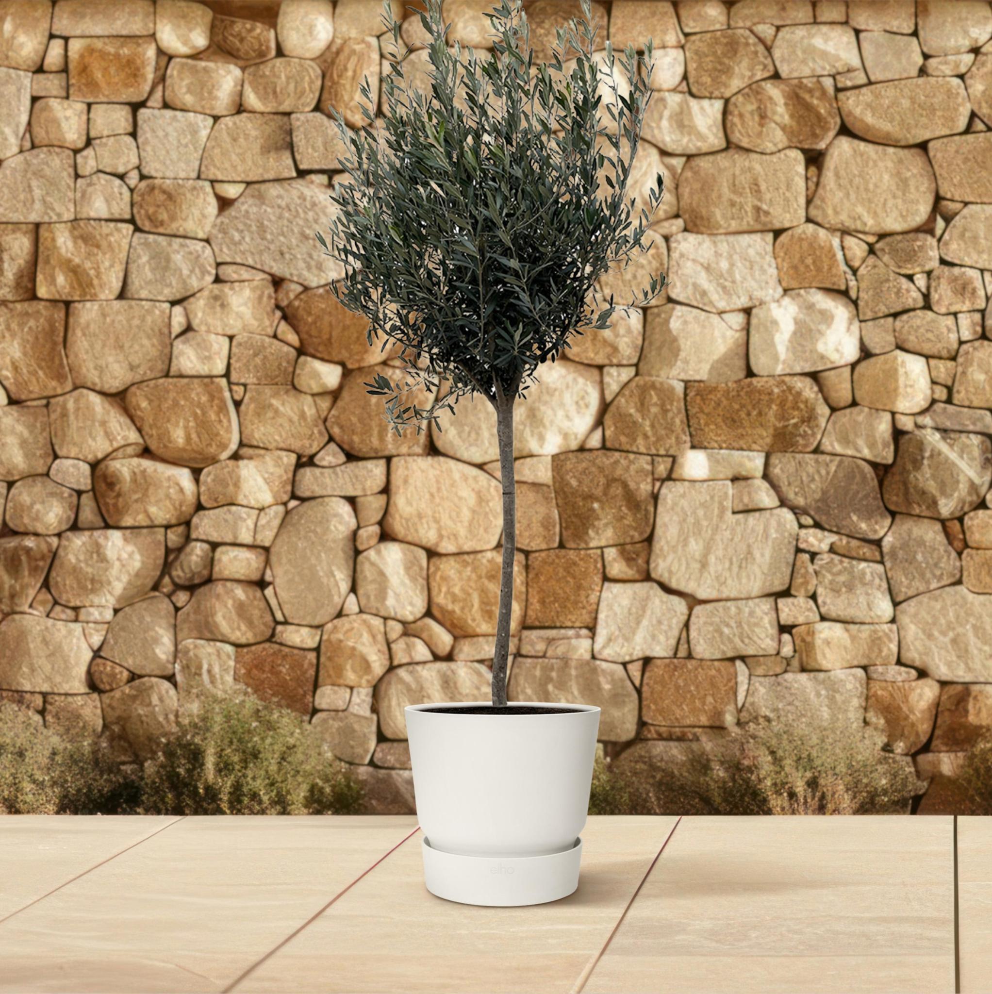 Olea Europaea Olive