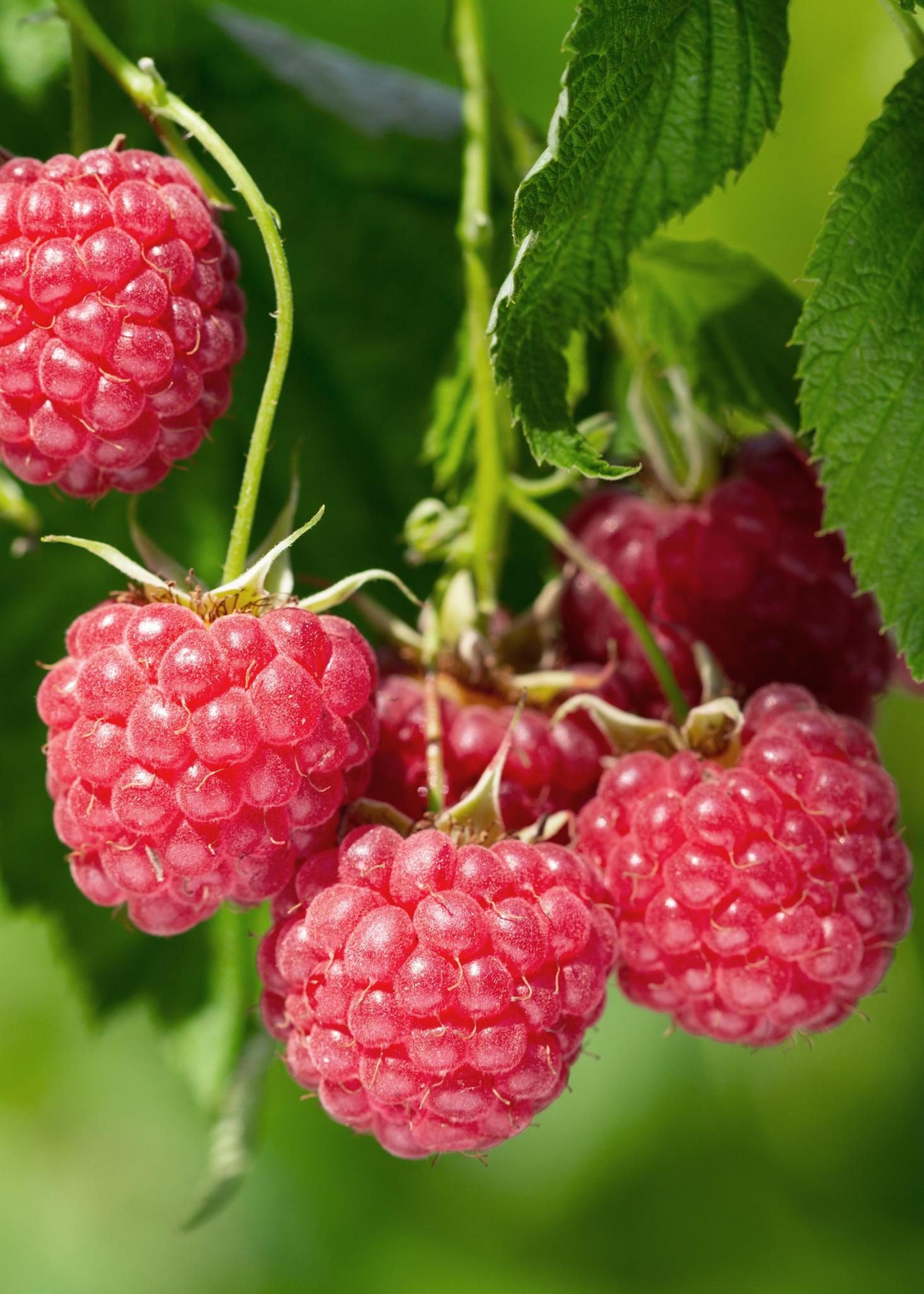 Himbeerstrauch - Rubus idaeus 'Malling Promise' - ↨45cm - Ø13