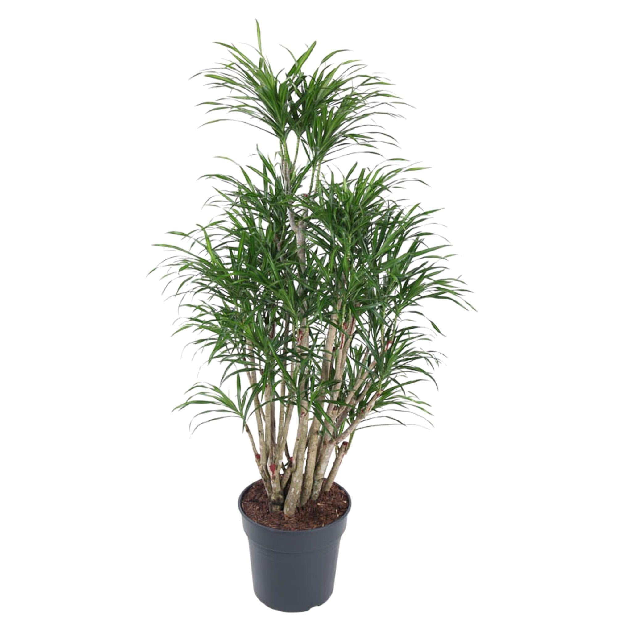 Drachenbaum Anita - Dracaena Anita  140 cm - ø31