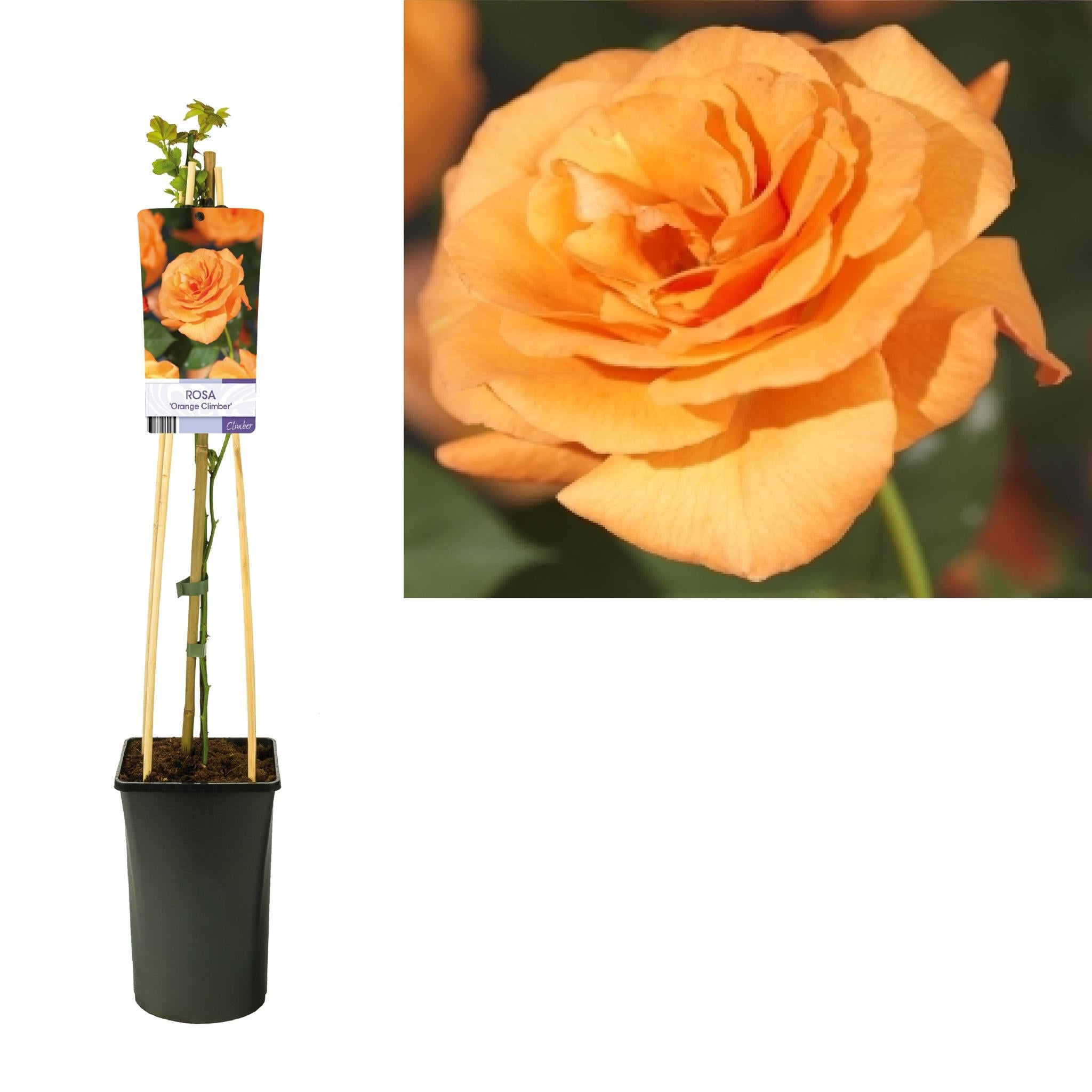 Rose 'Orange Climber' +light Label