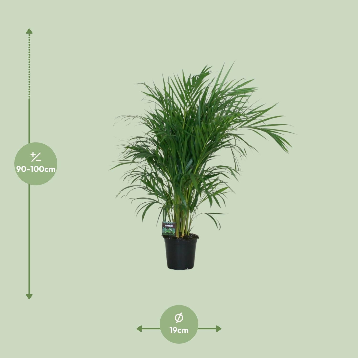 Arecapalme  Dypsis Lutescens -  Ø19cm - ↕100cm