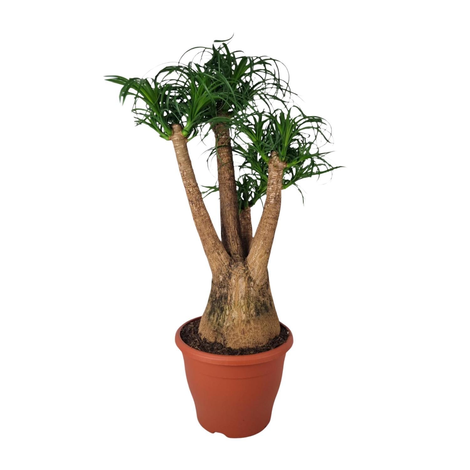 Elefantenfuß -  Beaucarnea Nolina - Ø29cm - ↕90cm