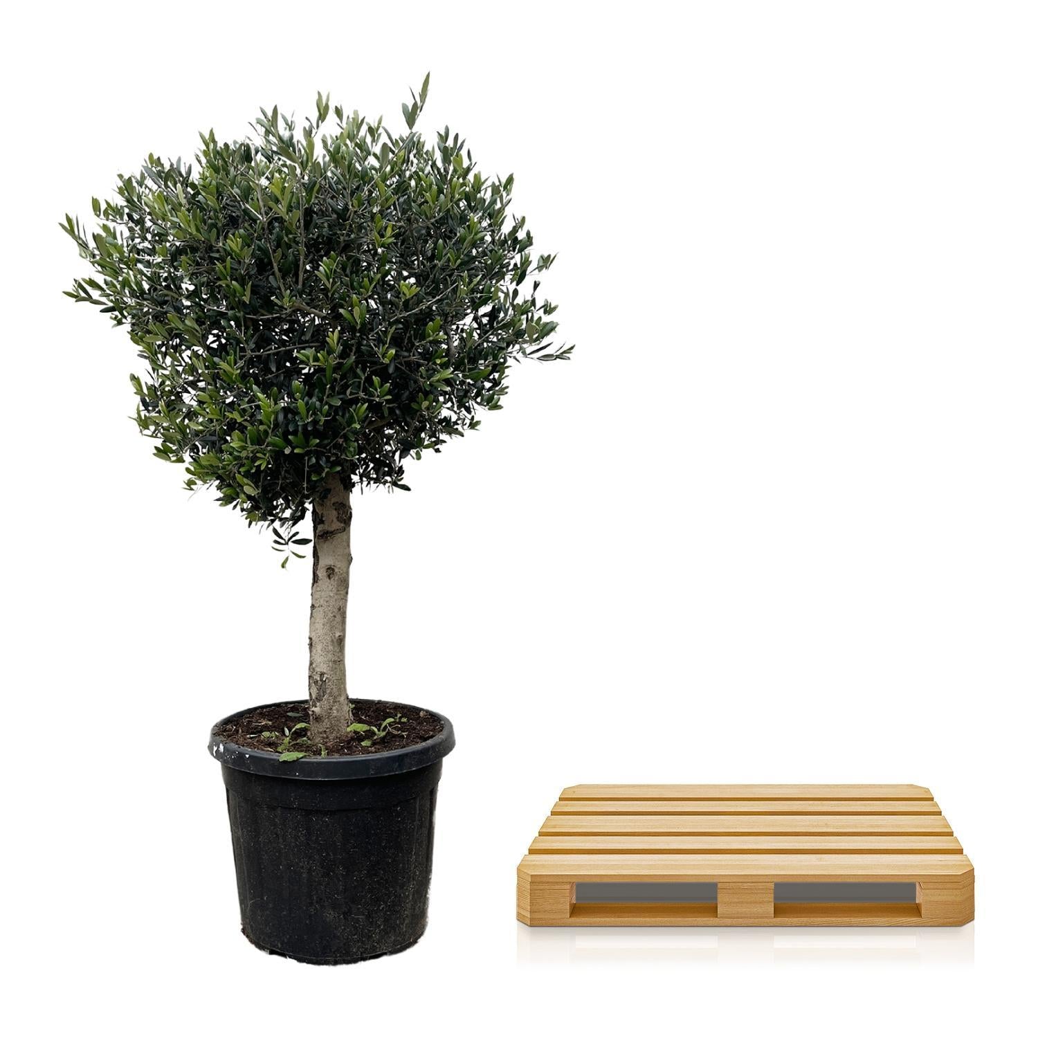 Olea Olive Europaea Lorc - 180cm- Ø50