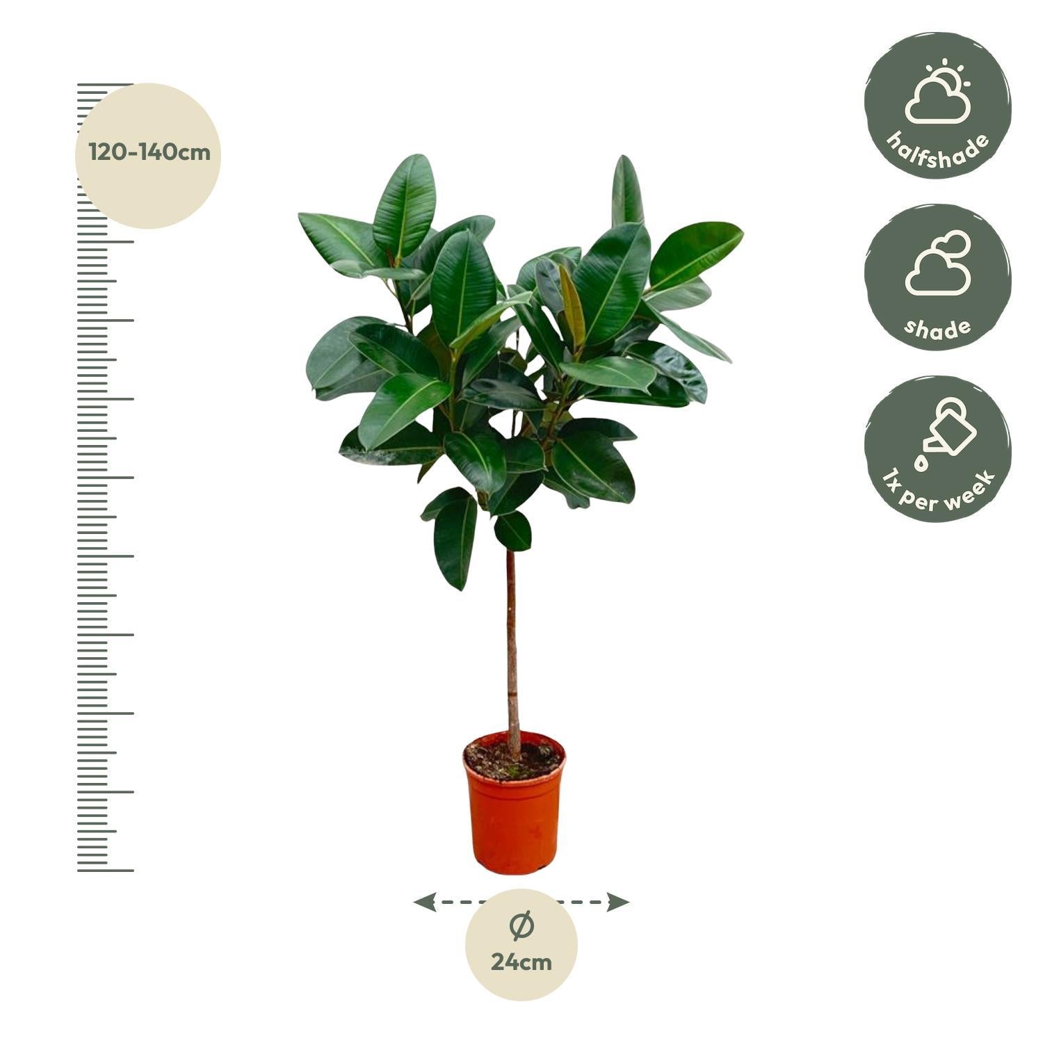 Gummibaum Ficus Elastica Robusta mit Stamm - 130 cm - ø24