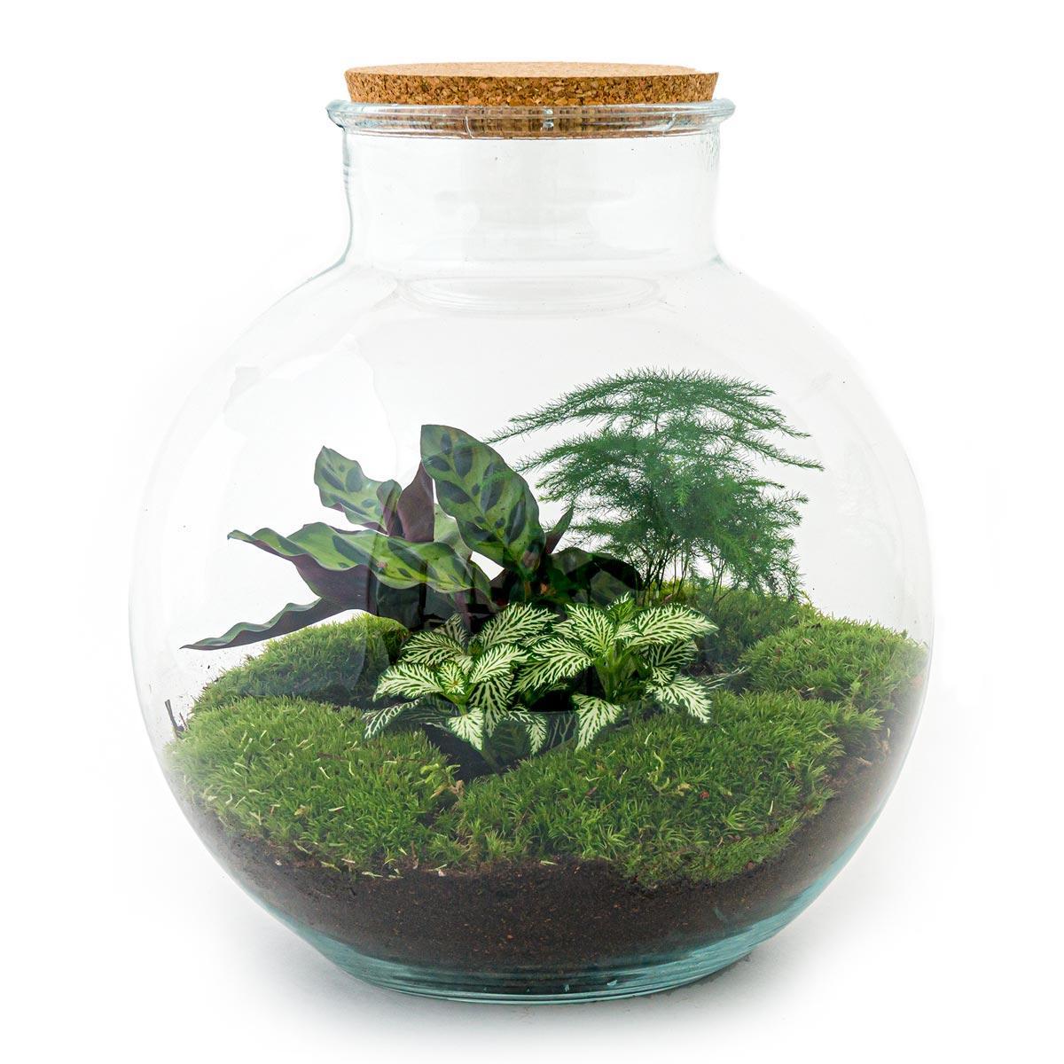 Bottle Garden - Bolder Bob - ↕ 30 cm - Normaal