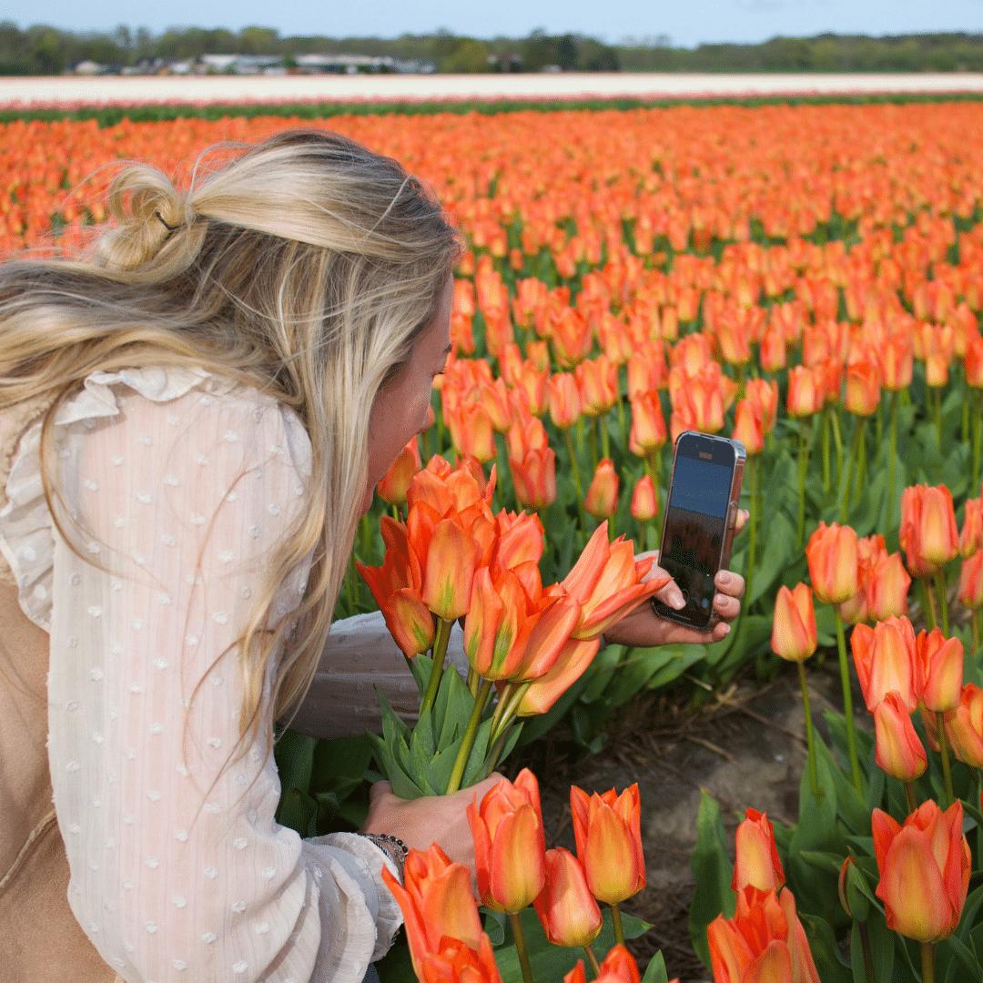 Tulpe Orange Emperor - 15 Blumenzwiebeln - Größe 12+