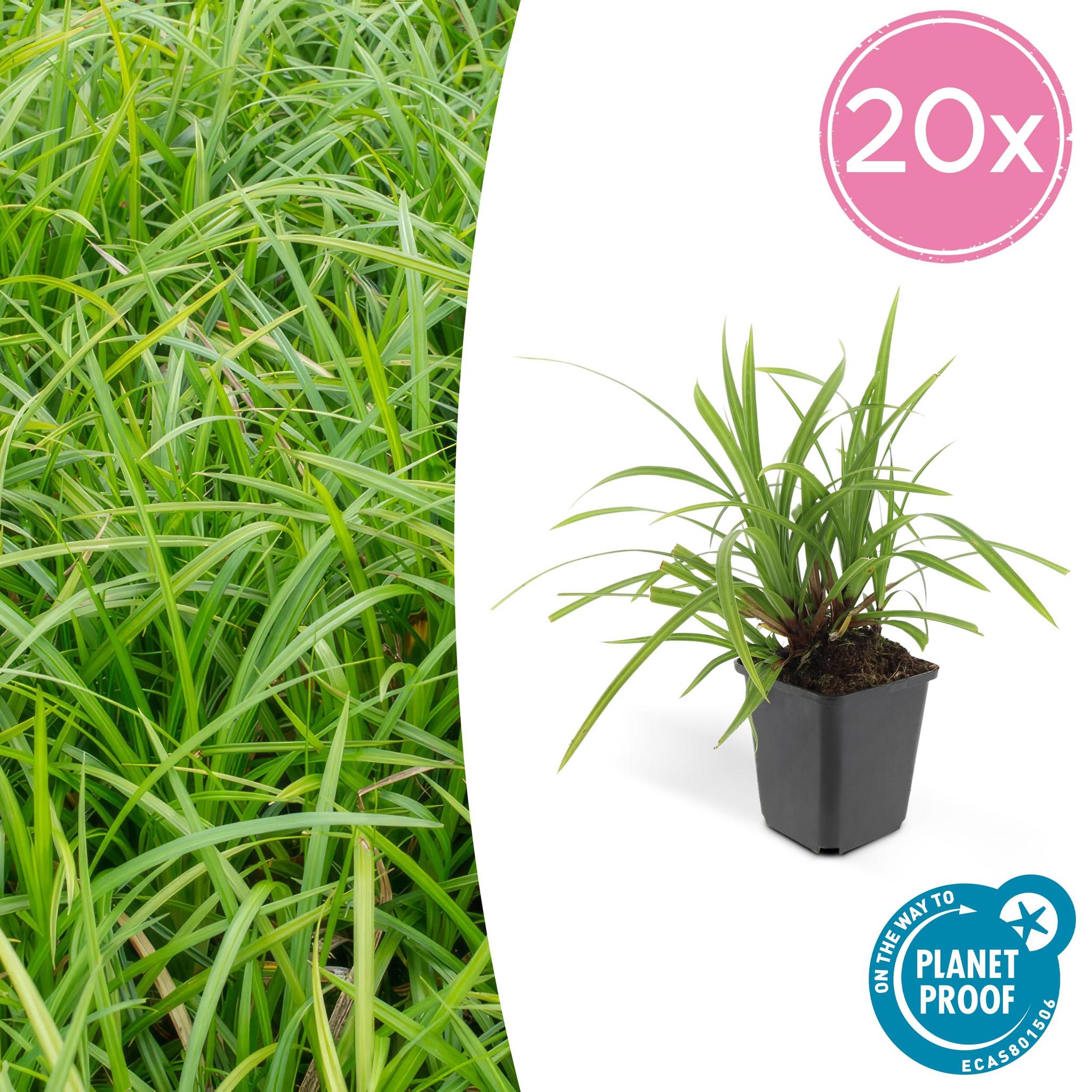 Ziergras - Carex morrowii 'Irish Green' - ↕10-25cm - Ø9cm - 20 Stück