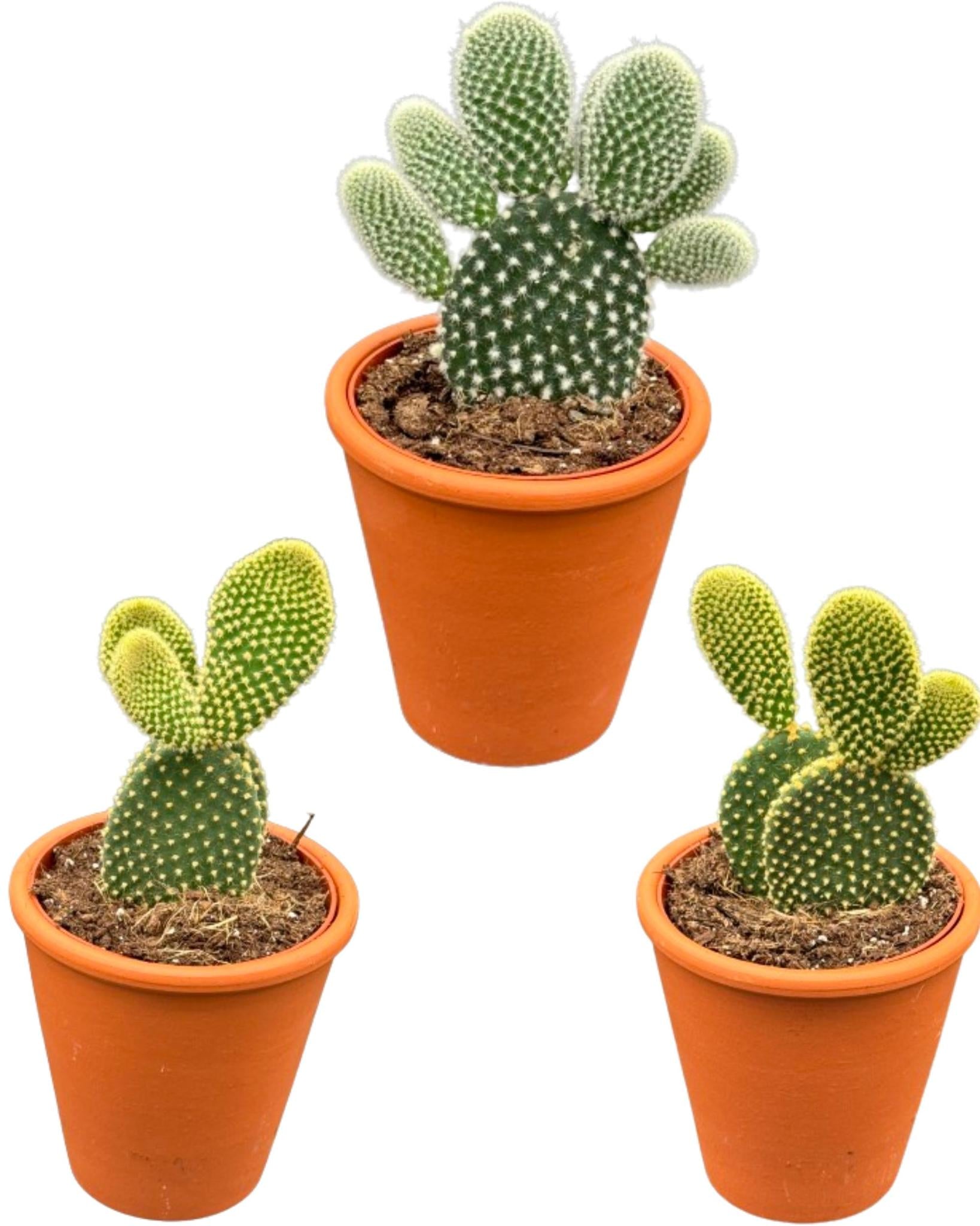 Hasenohrkaktus auch Engelsohre - Opuntia microdasys- 8.5cmØ- 15-20cm Höhe im Terracotta Topf   3 Stück