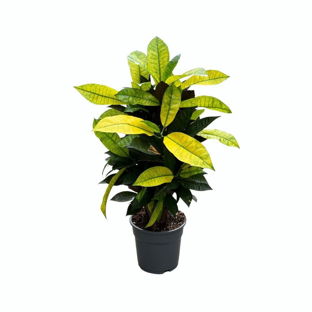 Wunderstrauch Mrs. Iceton - Codiaeum variegatum Mrs. Iceton - Kroton Mrs Iceton -  Ø17cm - ↕65cm