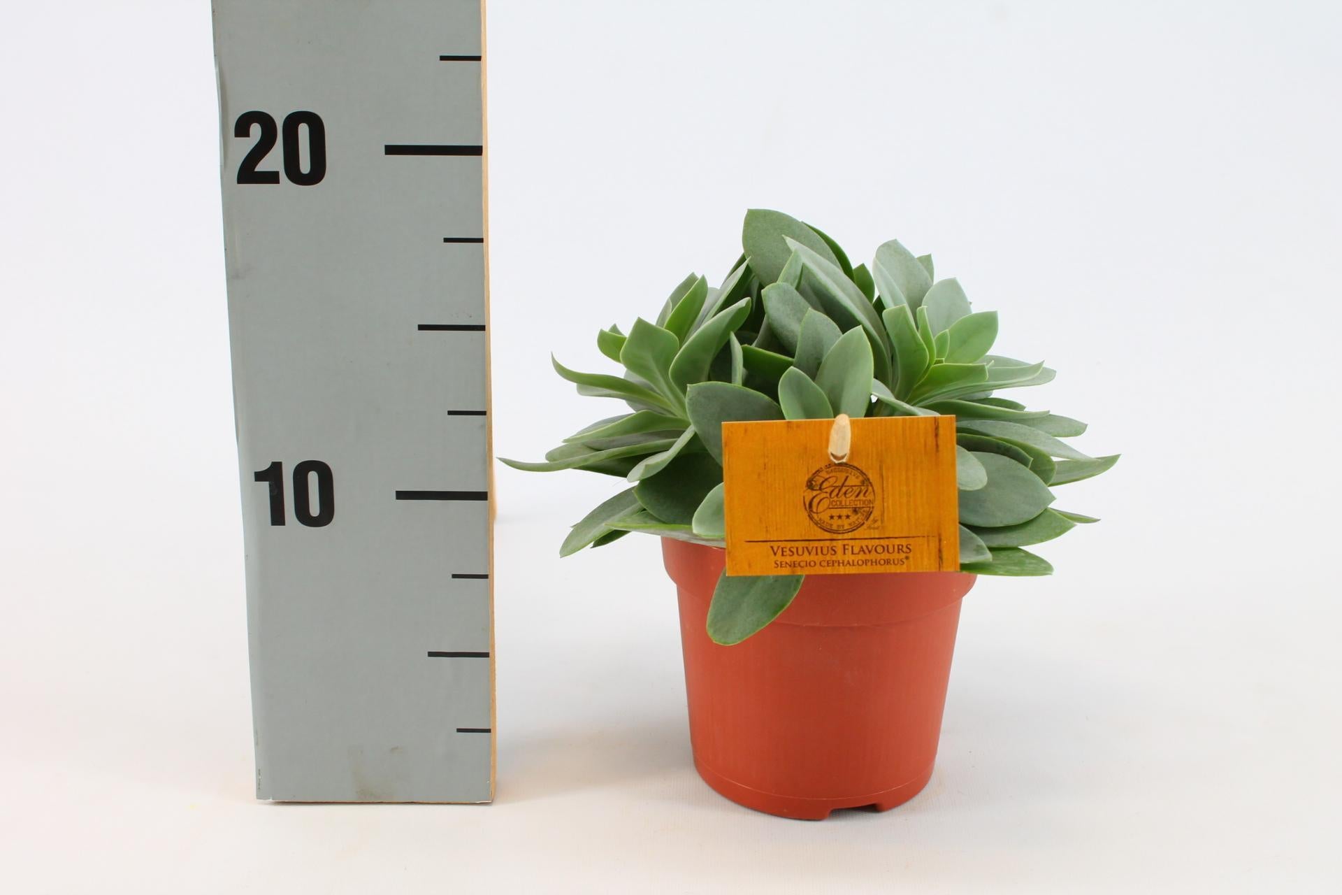 Senecio Cephalophorus 10,5cm - Ø10,5cm - ↕15cm