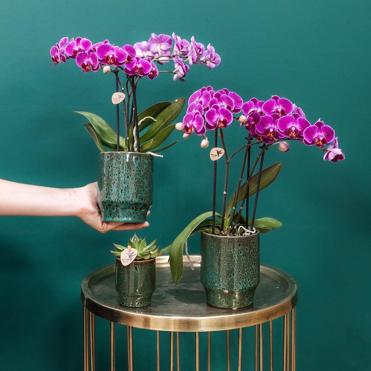 Orchidee Lila Phalaenopsis Orchidee - Morelia Classy grün- Topfgröße Ø9cm | blühende Zimmerpflanze - frisch vom Züchter