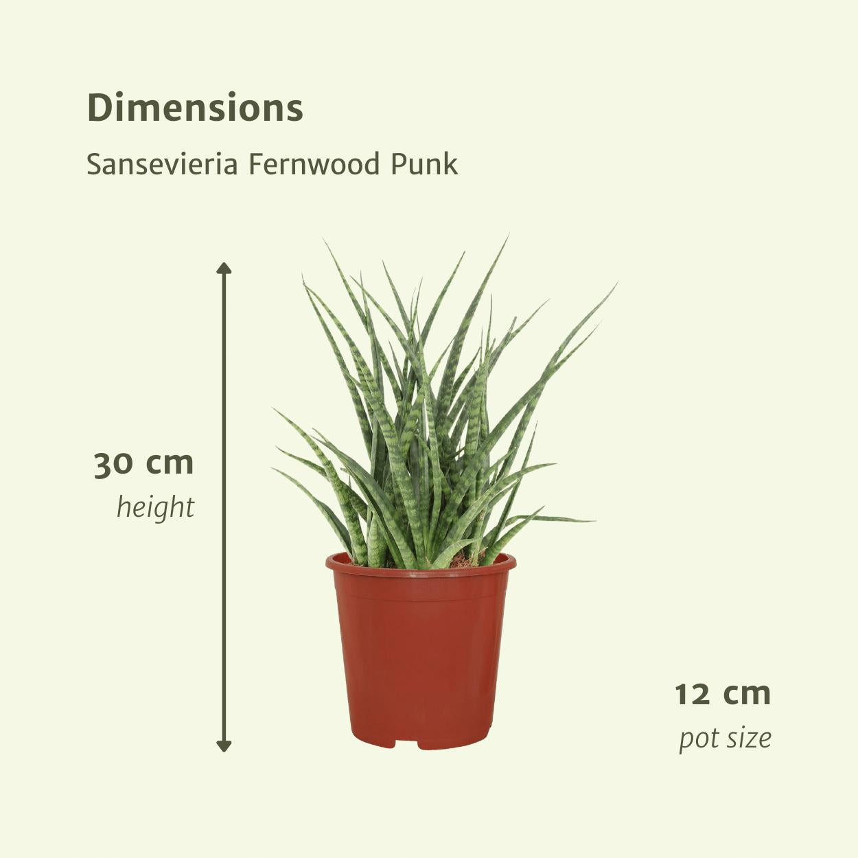 Sansevieria Fernwood Punk (vrouwentong) - 2 stuks - Ø12cm - ↕30cm