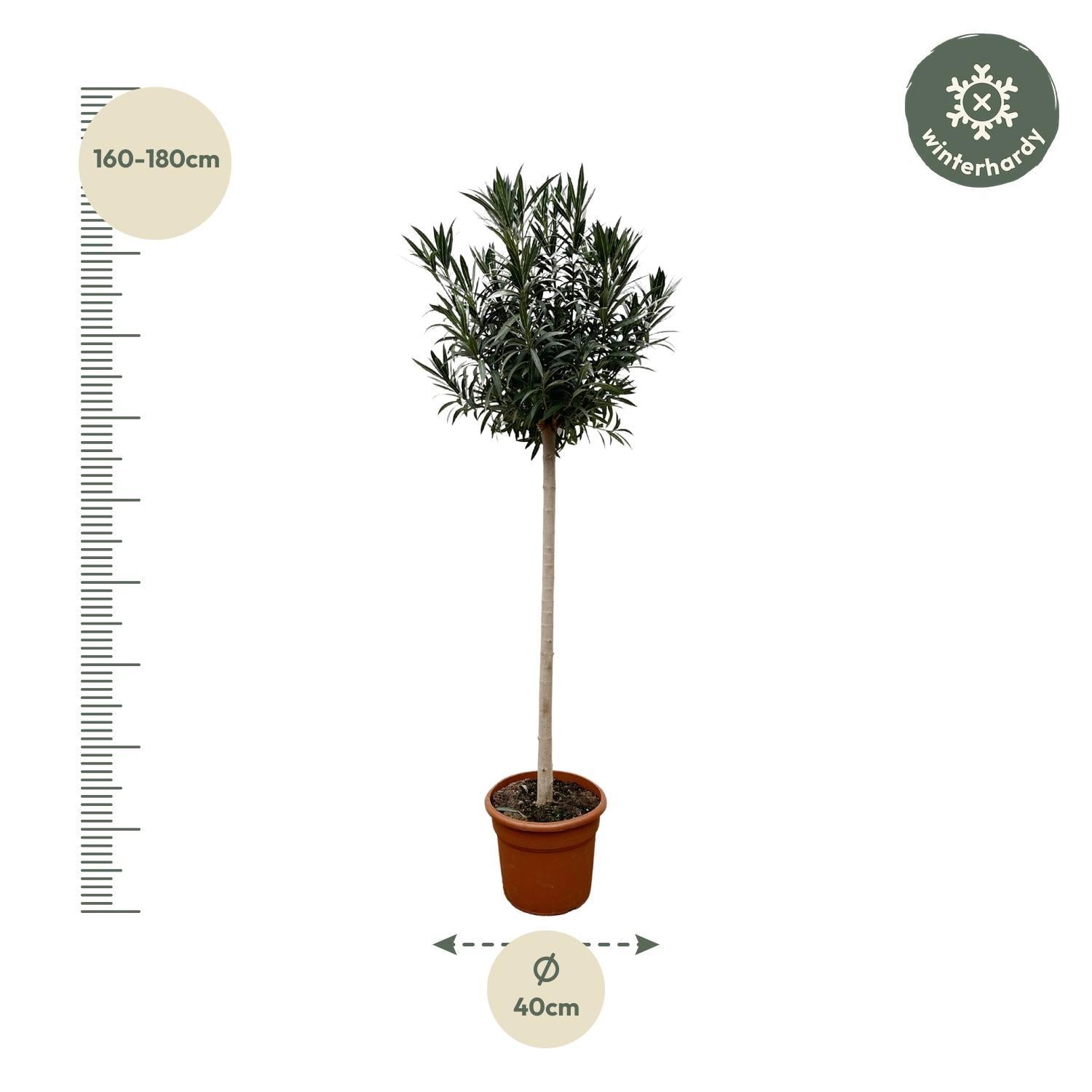 Nerium Oleander auf Stiel mit roten Blüten – 170 cm – Ø40