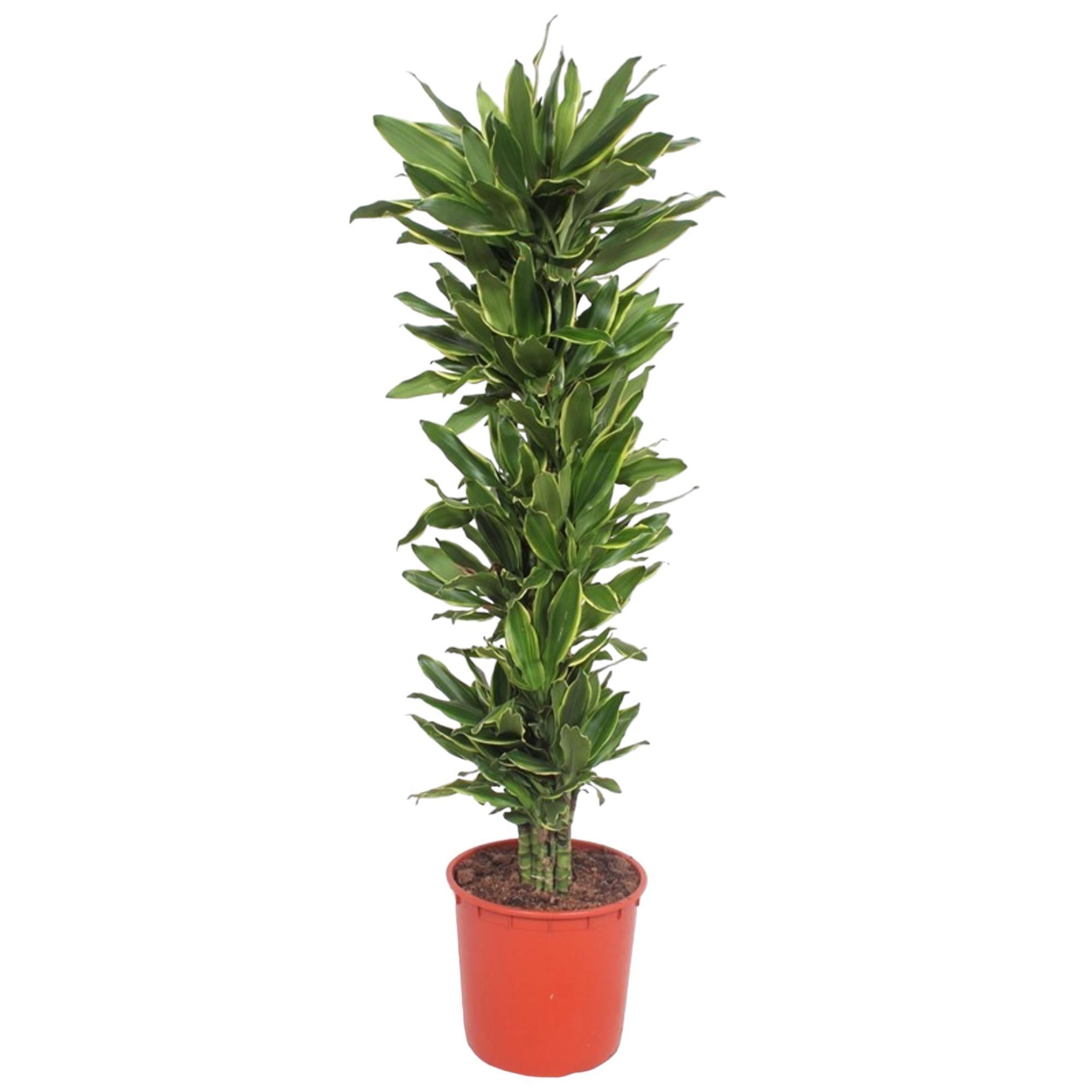 Drachenbaum Golden Coast - Dracaena Golden Coast - 200 cm - ø34