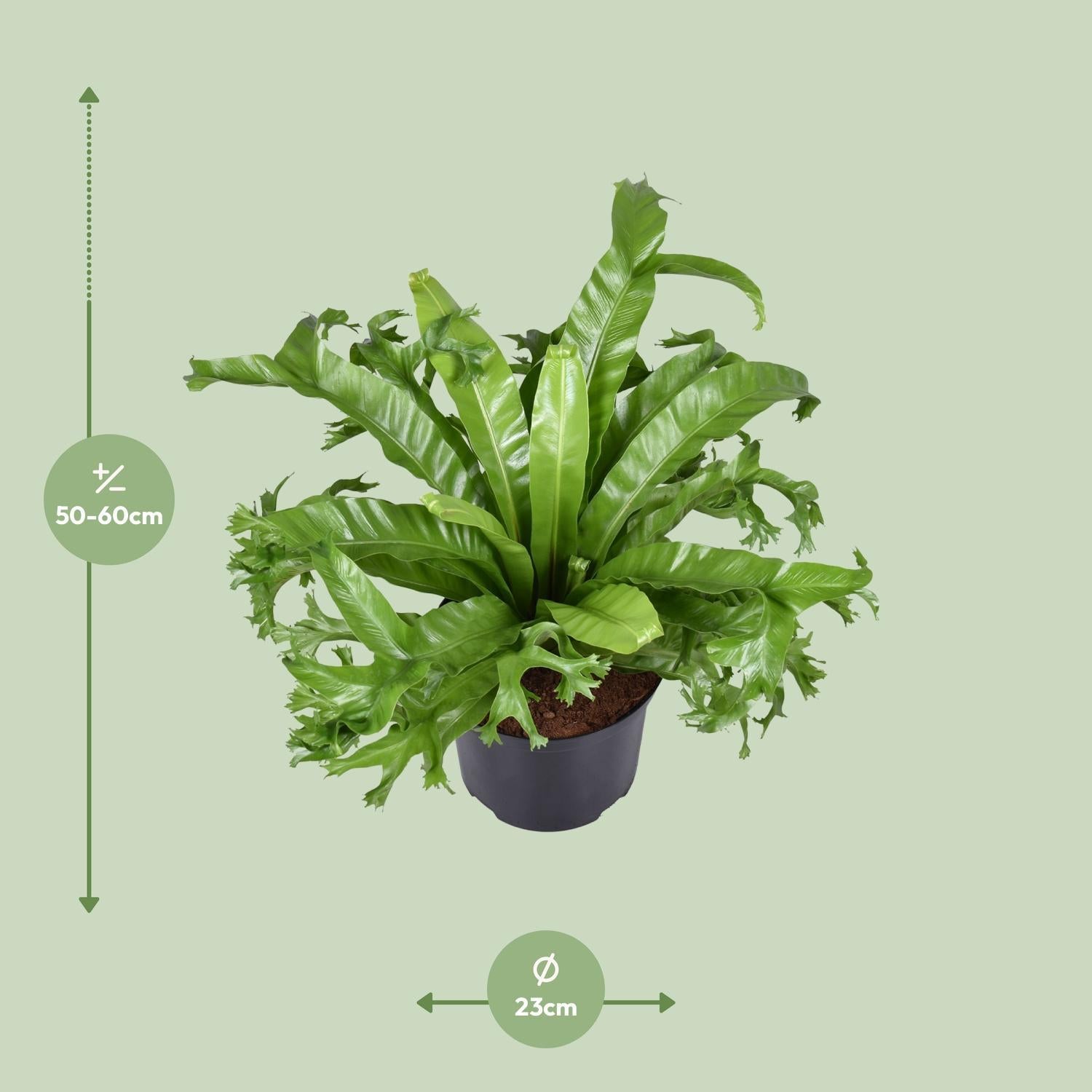 Vogelnestfarns - Asplenium Nidus Crissie - Ø23cm - ↕55cm