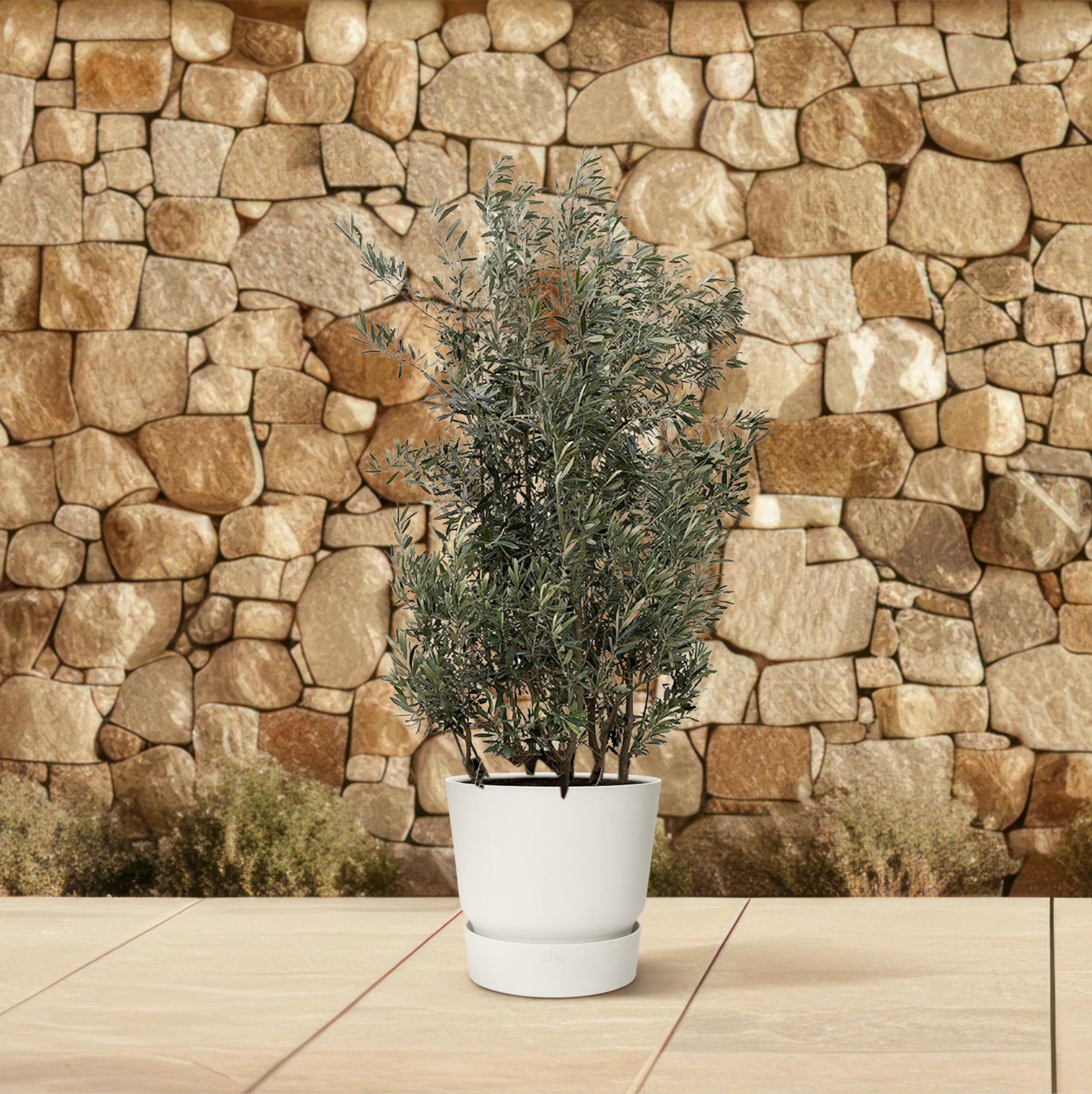 Olea Olive Europaea strauch - 225cm- Ø50