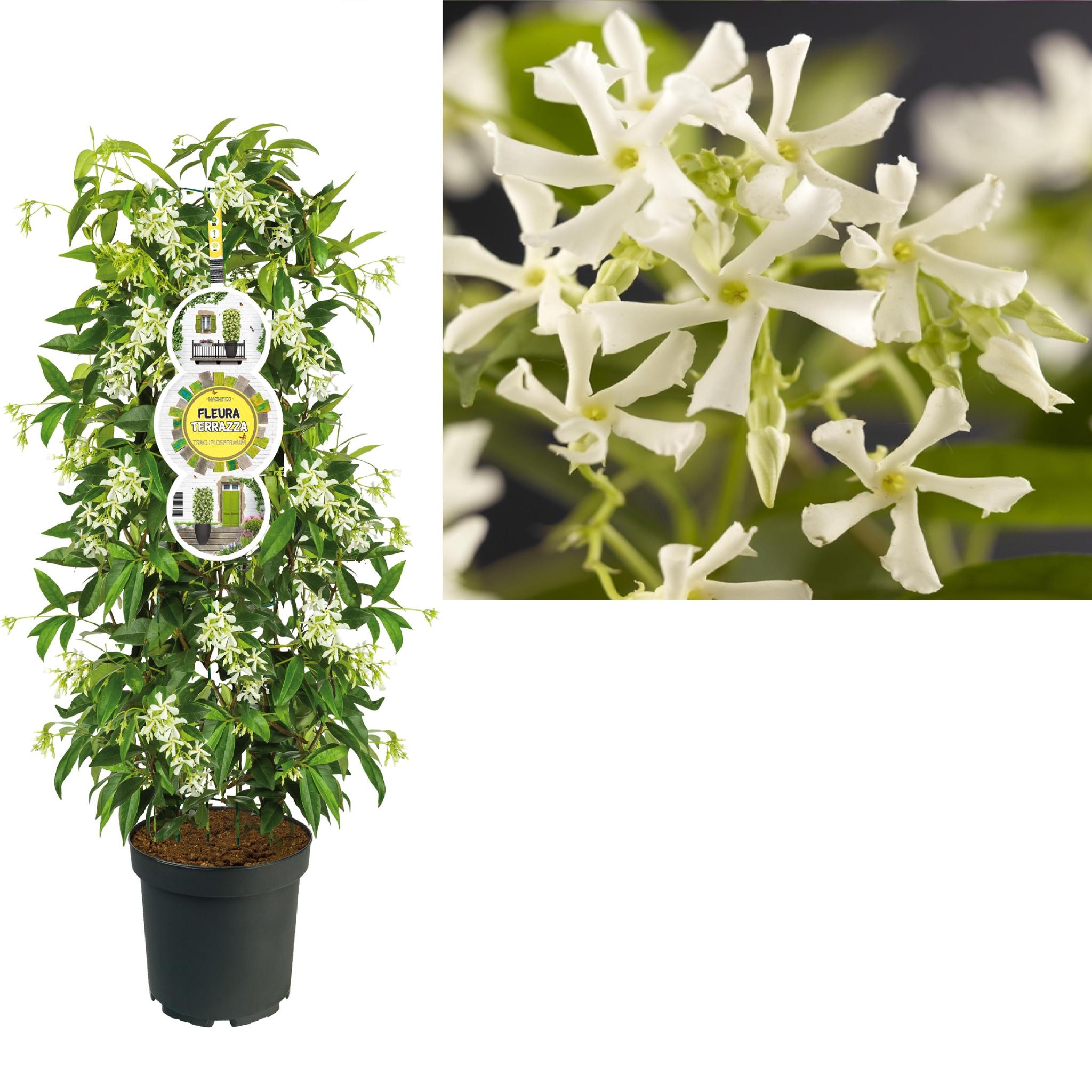 Sternjasmin FleuraTerrazza - Trachelospermum Jasminoides - Ø28cm - ↕115cm