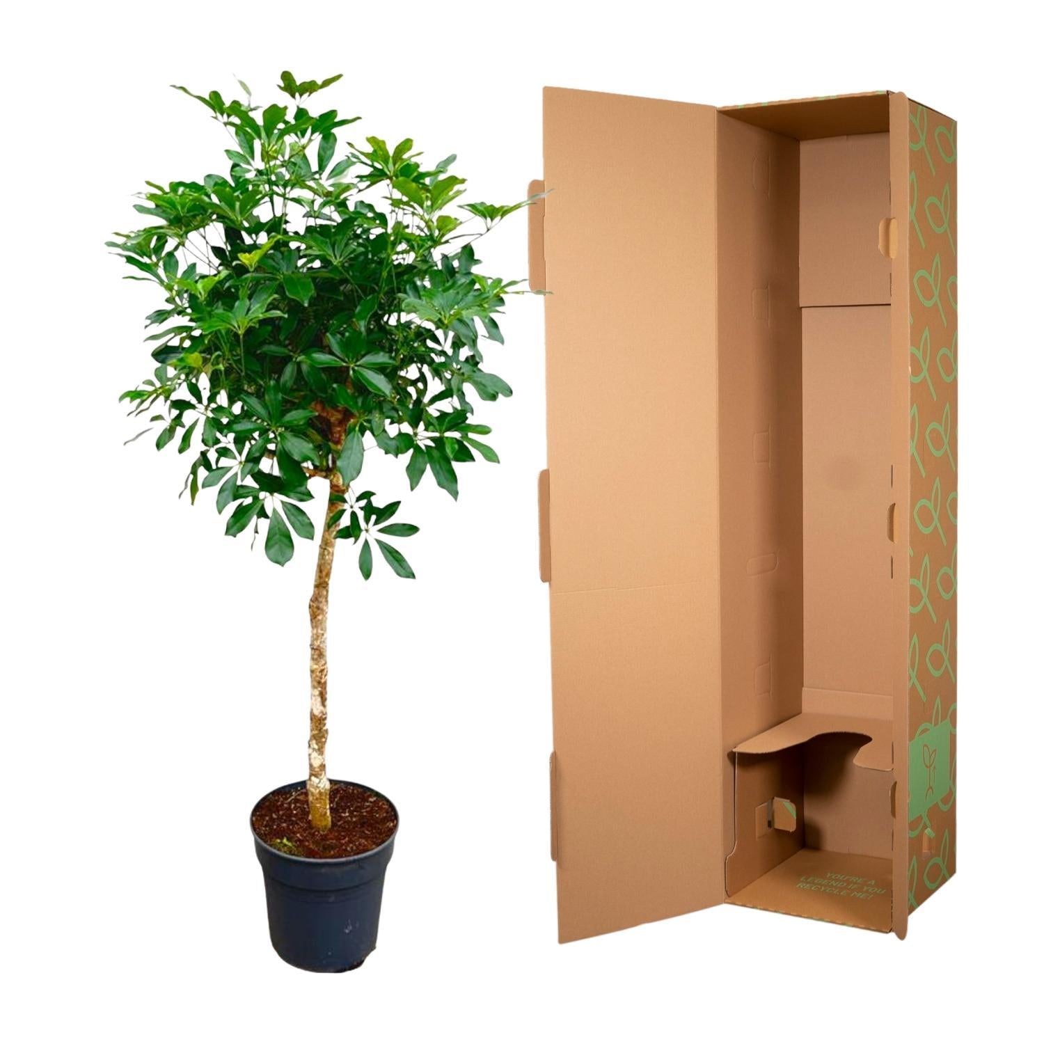 Schefflera mit stamm - 180cm - ø34