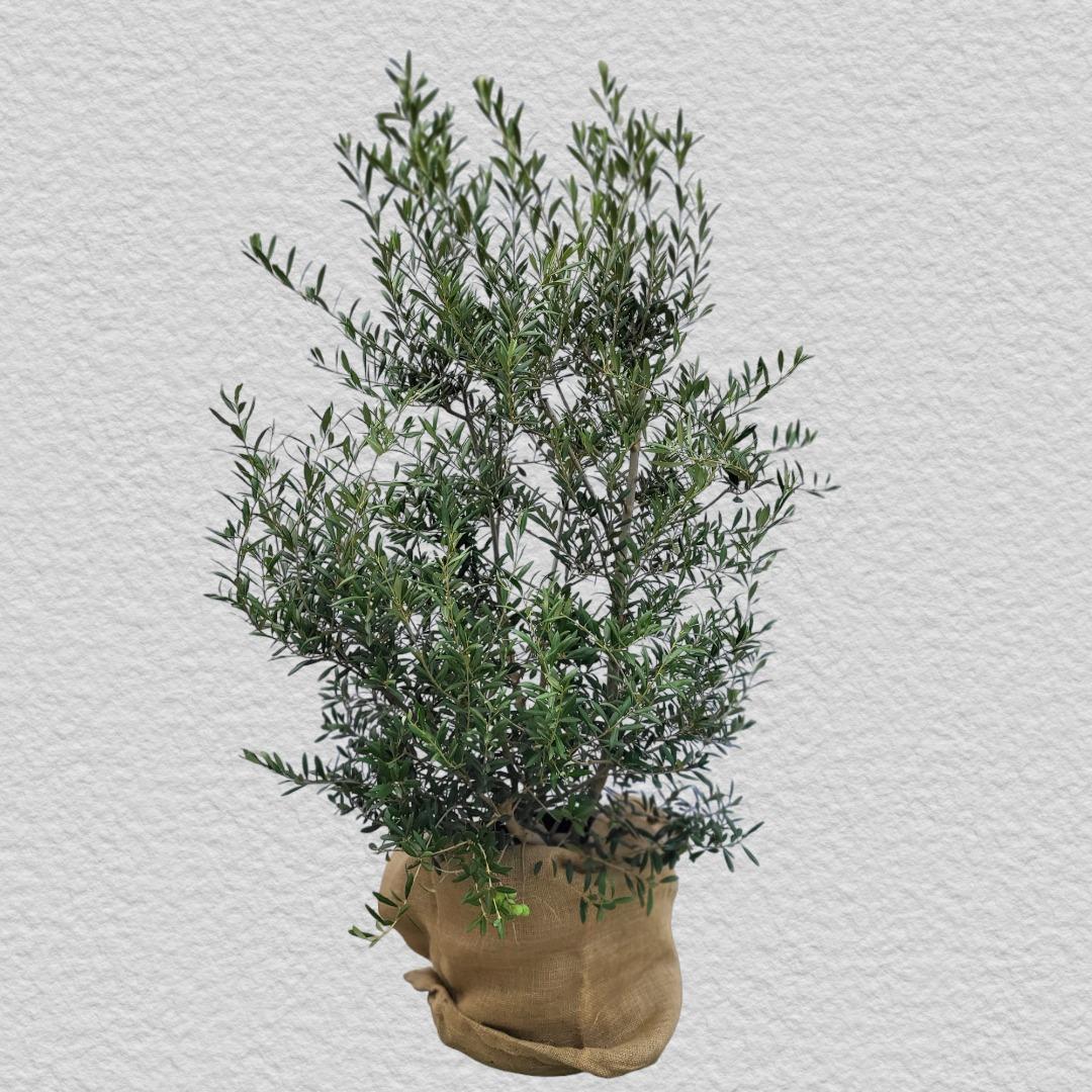 Olea Olive europaea 25 Liter, Olivenstrauch über 1,20 Meter hoch.