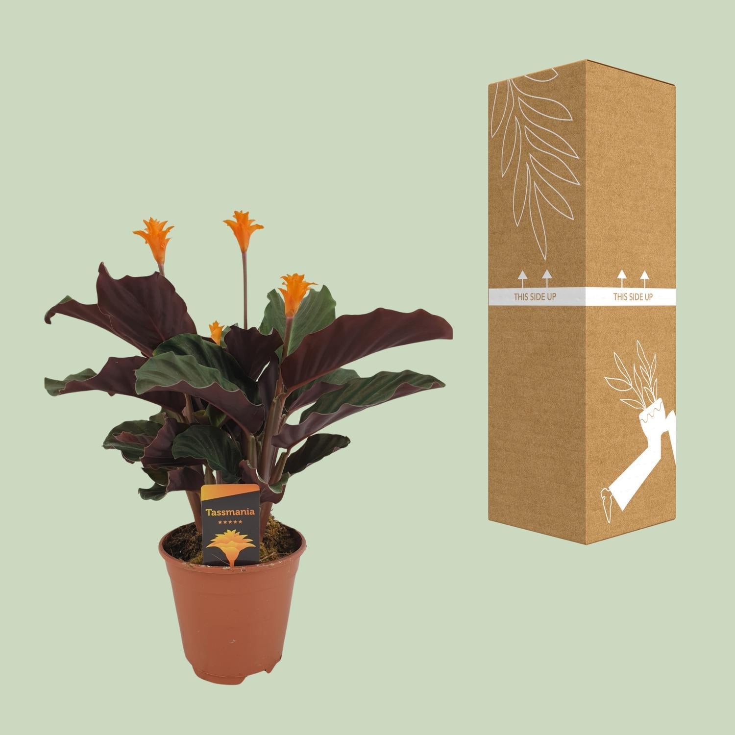 Flammendes Käthchen - Calathea Crocata - Ø14cm - ↕40cm