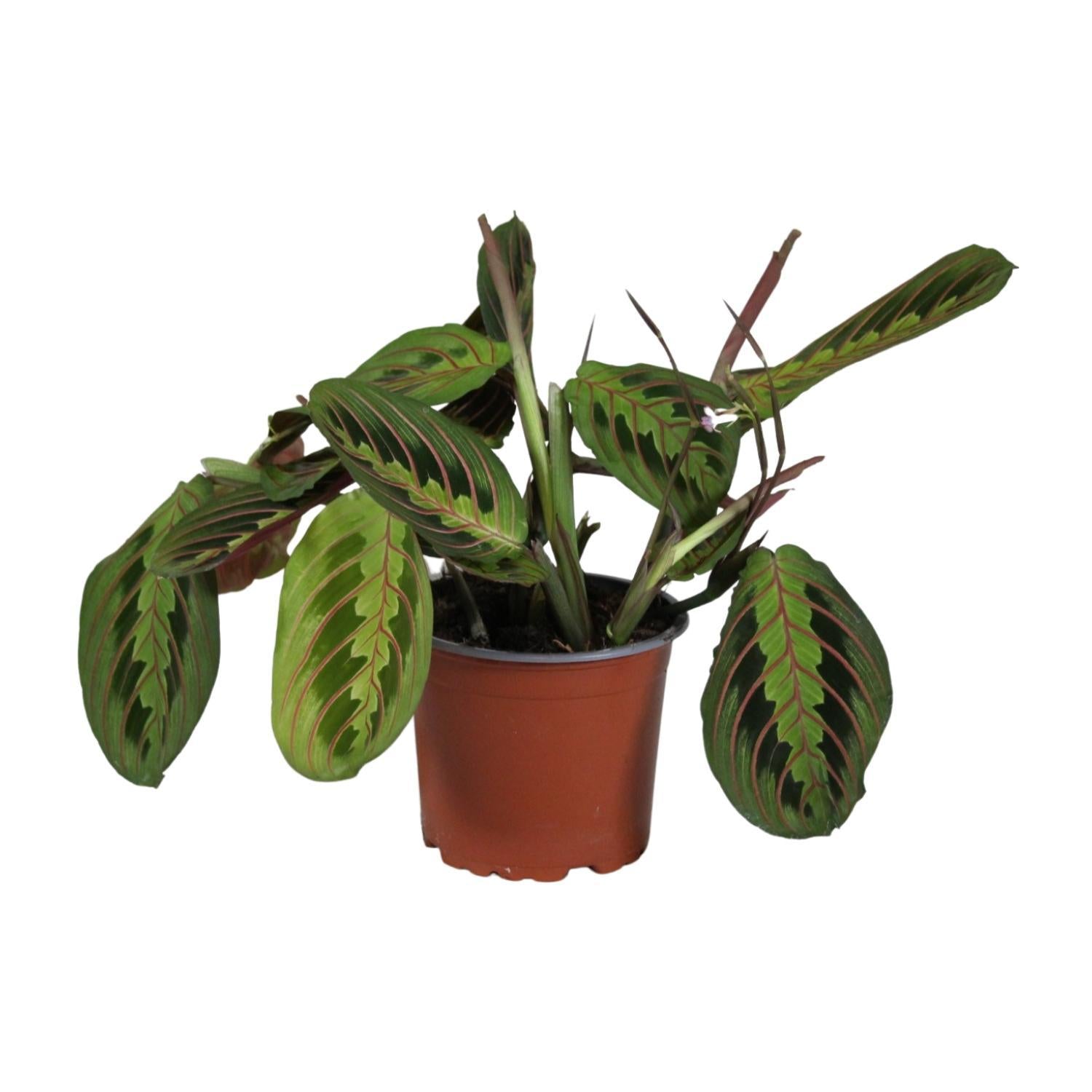 Gebetspflanze - Maranta Leuconeura Fascinator - Ø12cm - ↕30cm