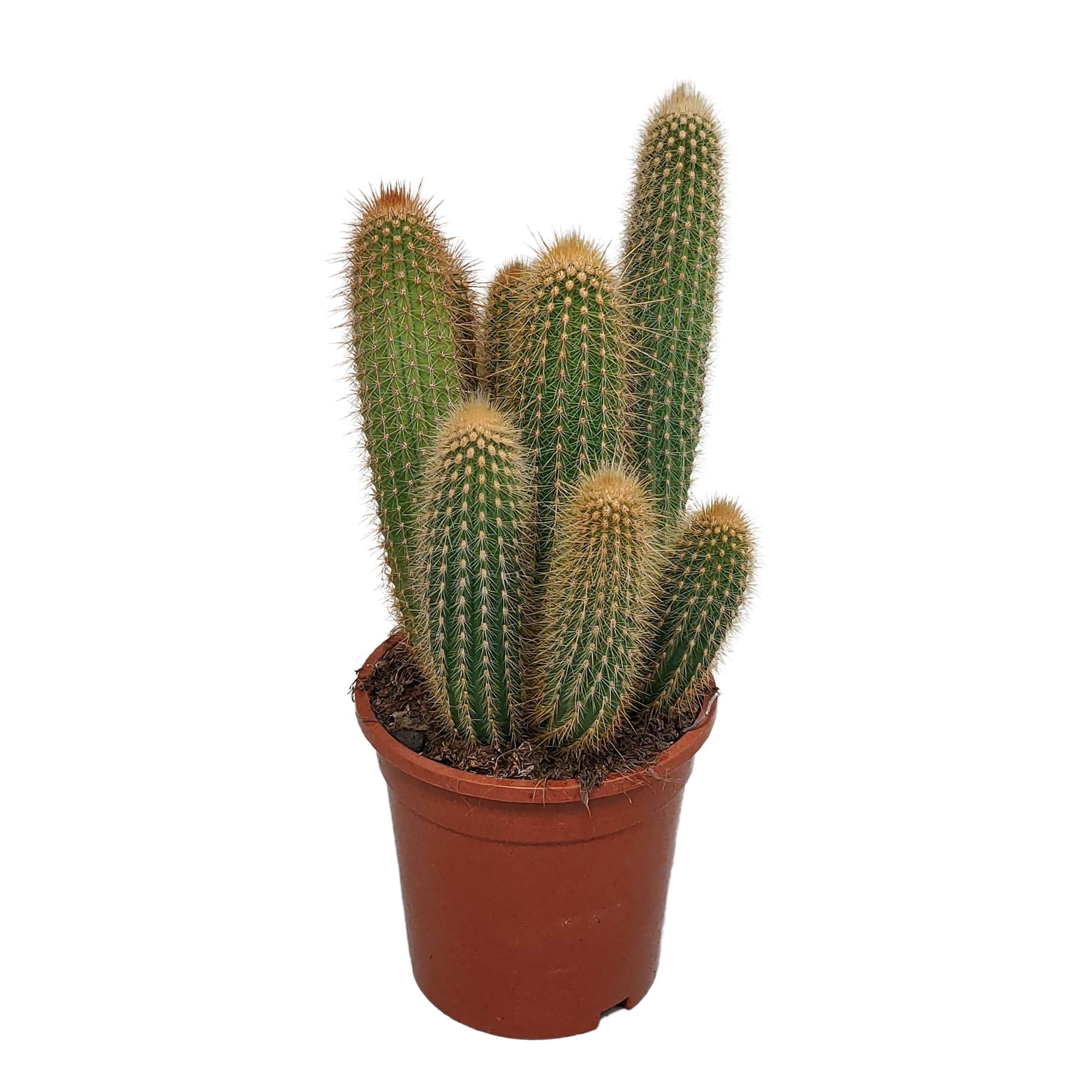 Vatricania Guentheri 17 cm - zonder pot