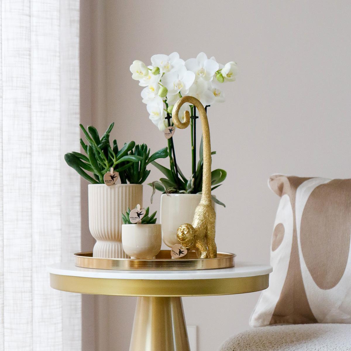 Orchidee Komplettes Pflanzenset Luxury Living | Grünpflanzen mit weißer Phalaenopsis-Orchidee inkl. Keramik-Ziertöpfe und Zubehör