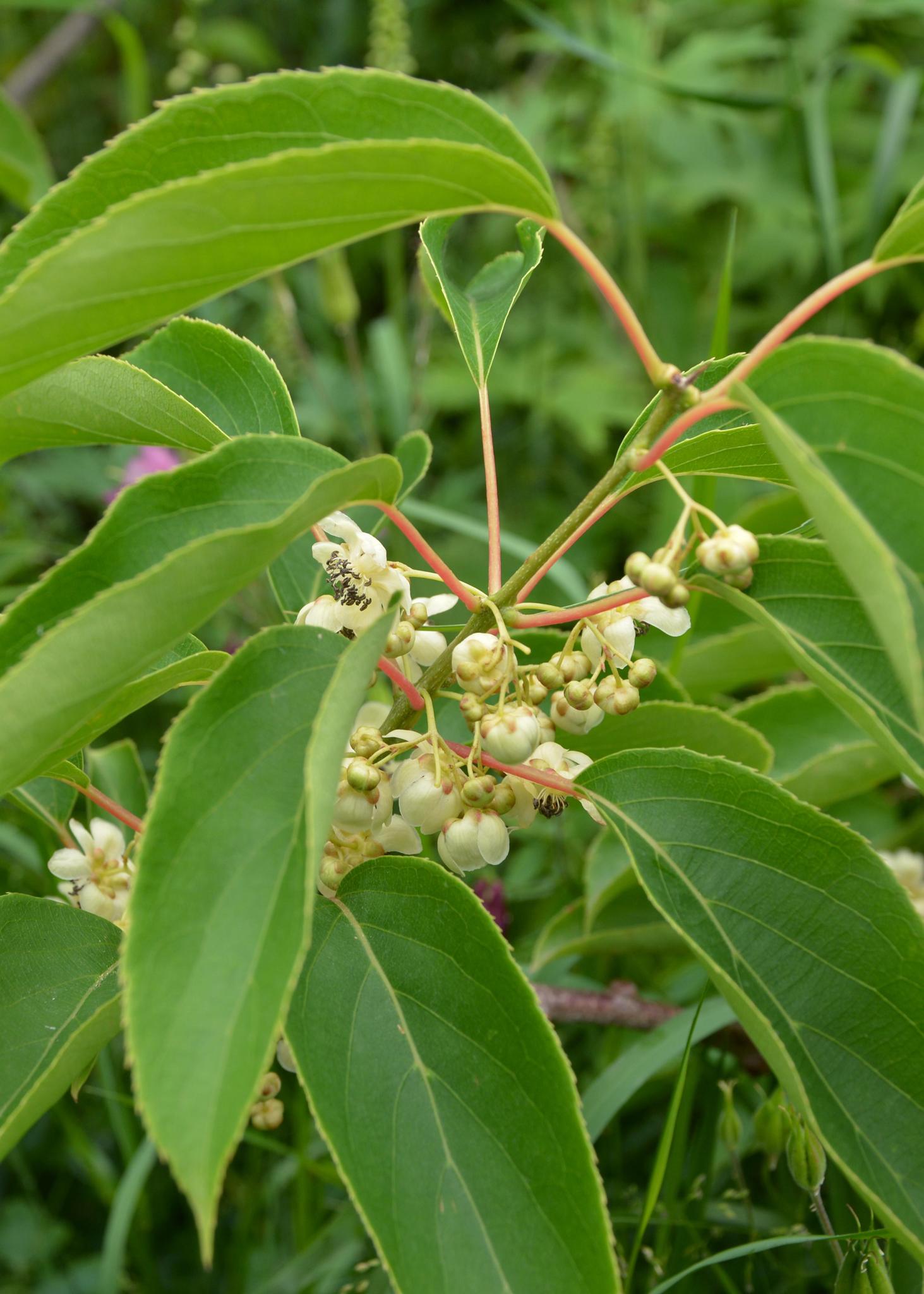 Kiwipflanze Isaai - Actinidia arguta 'Issai' - ↨45cm - Ø13   3 Stück