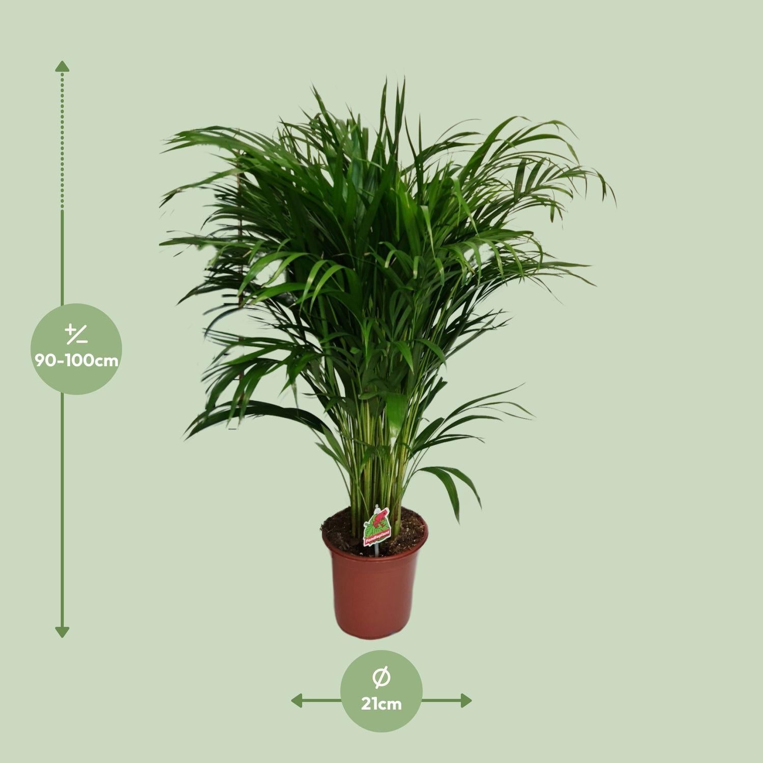 Arecapalme - Dypsis Lutescens - Ø21cm - ↕100cm