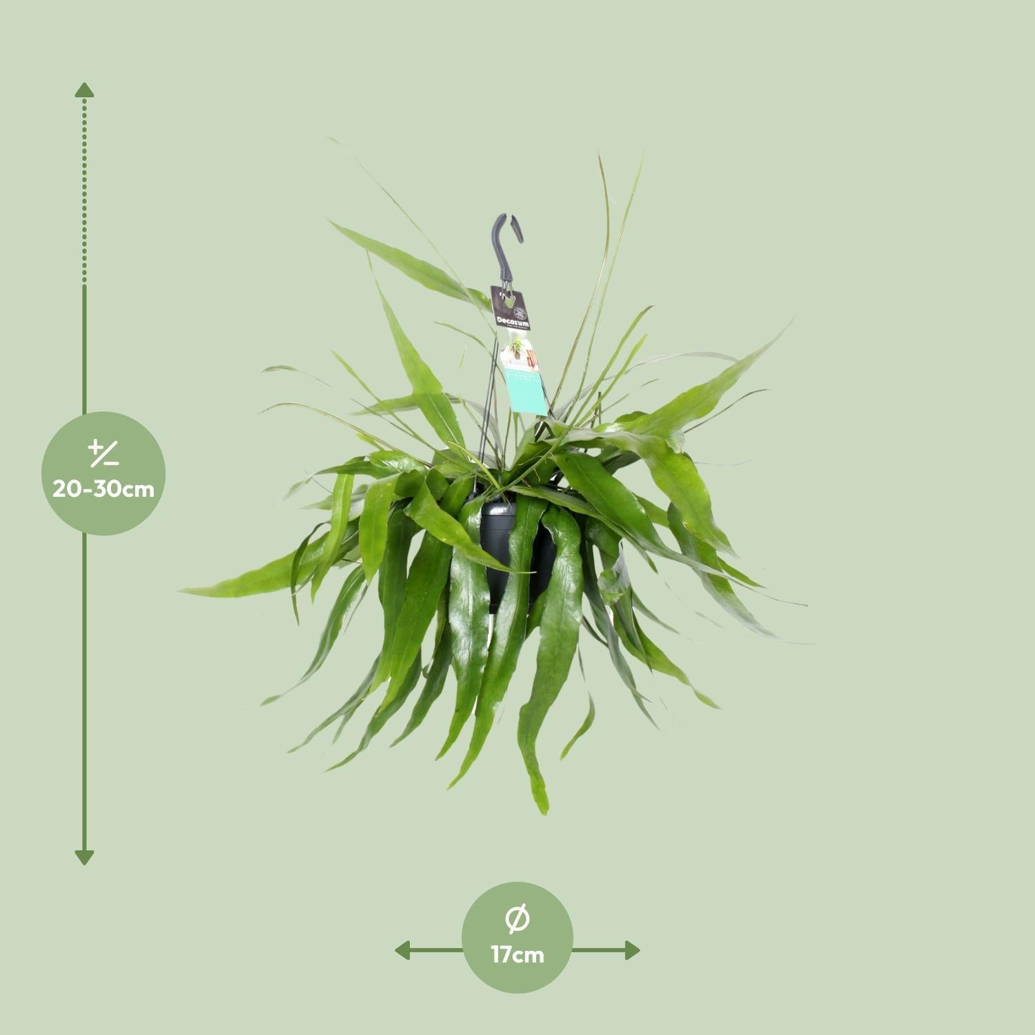 Zwerg-Nachtkaktus - Cactus Epiphyllum Pumilum - Ø17cm - ↕30cm