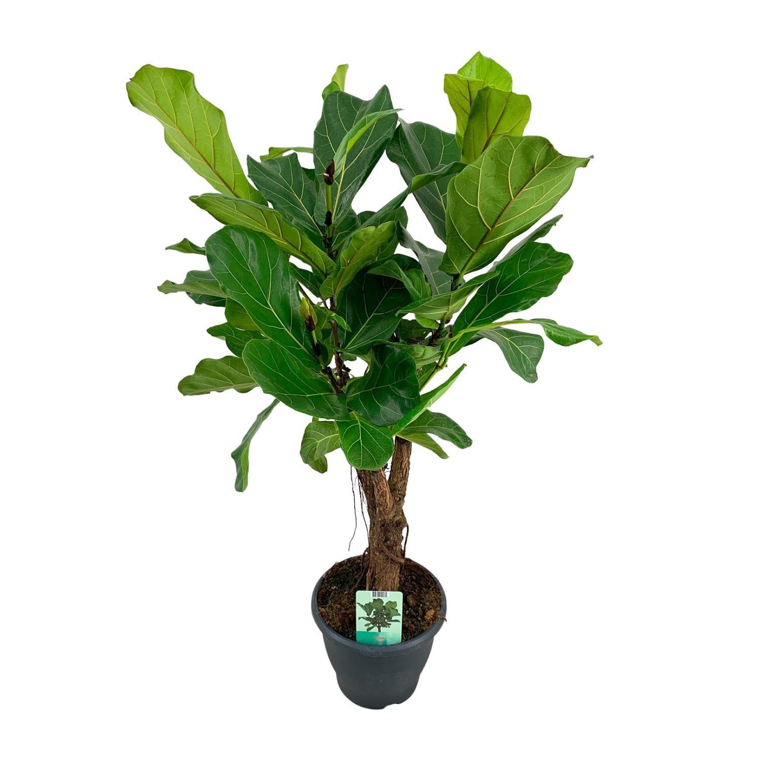 Geigenfeige - Ficus Lyrata - Ø26cm - ↕100cm