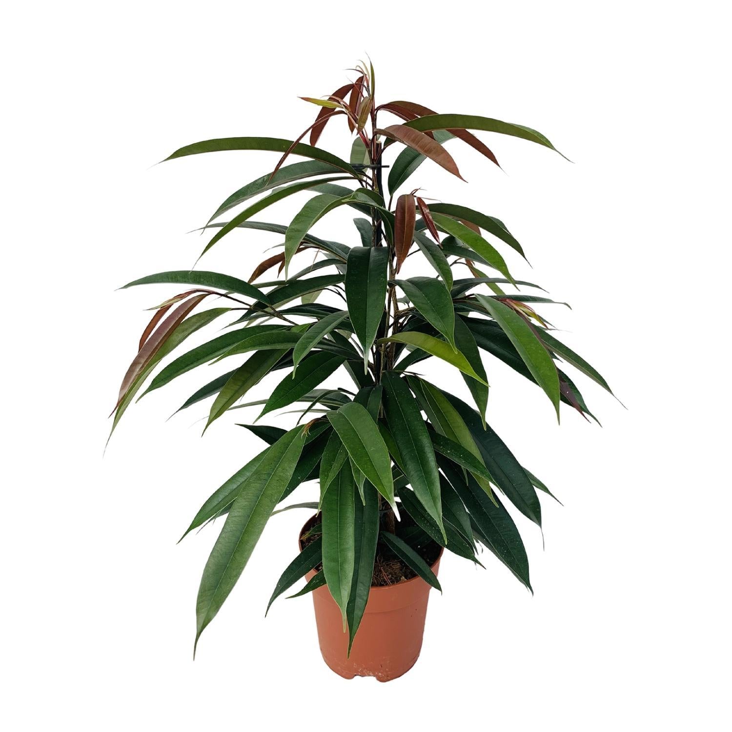 Gummibaum Ficus Binnendijkii 'Amstel King' P17 - Ø17cm - ↕75cm