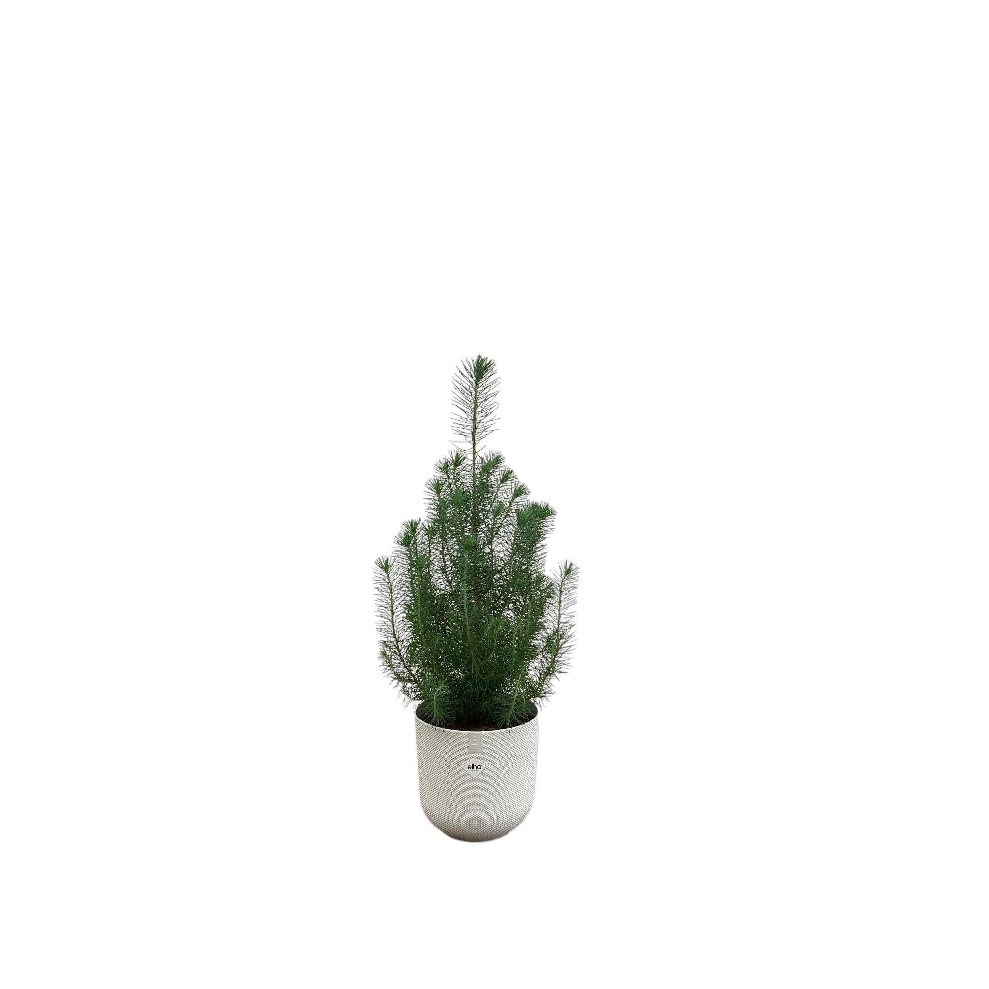 Pinus Pinea inclusief elho Jazz Round Topf weiß Ø19 - 50 cm