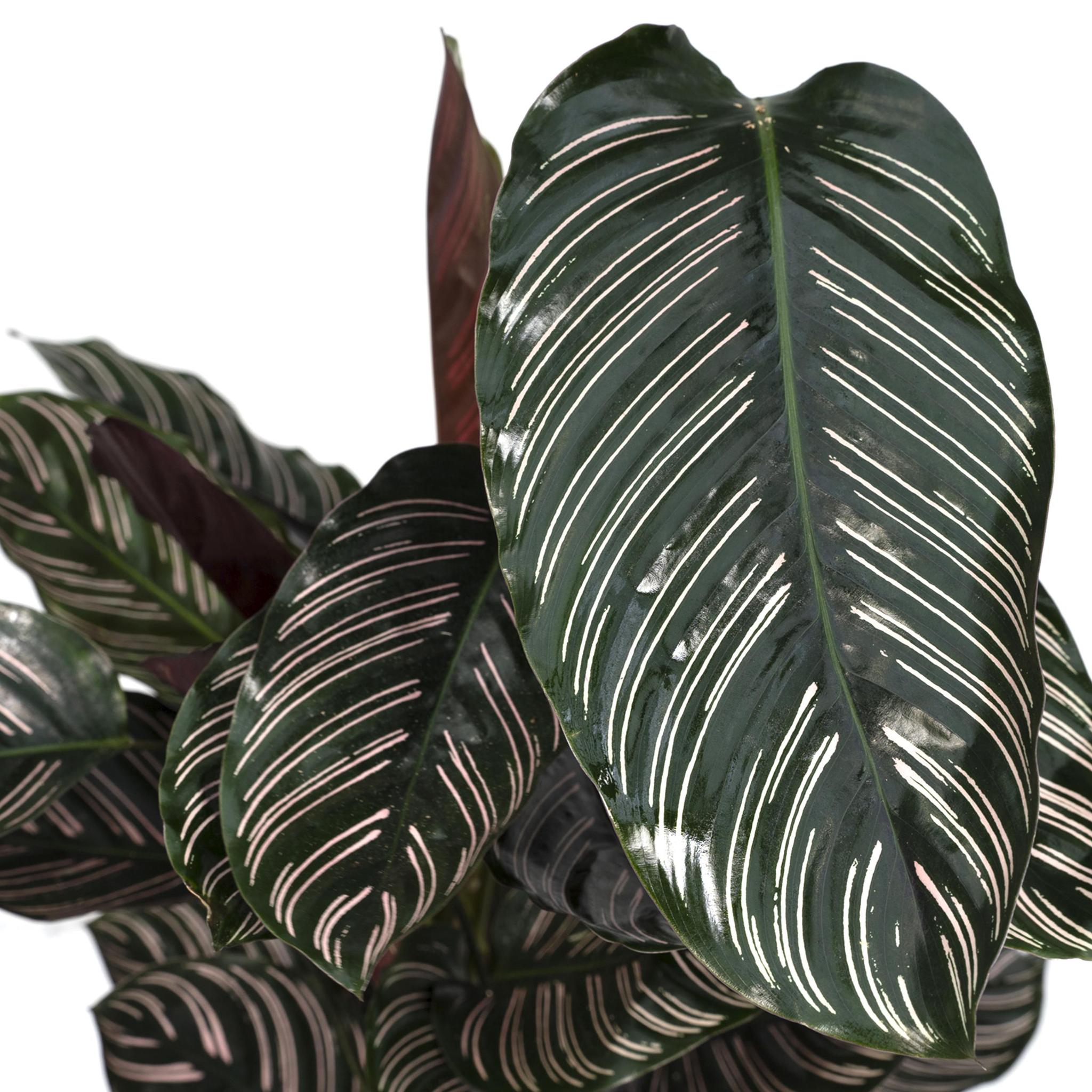 Gebetspflanze - Calathea Ornata - Ø19 - ↨75cm