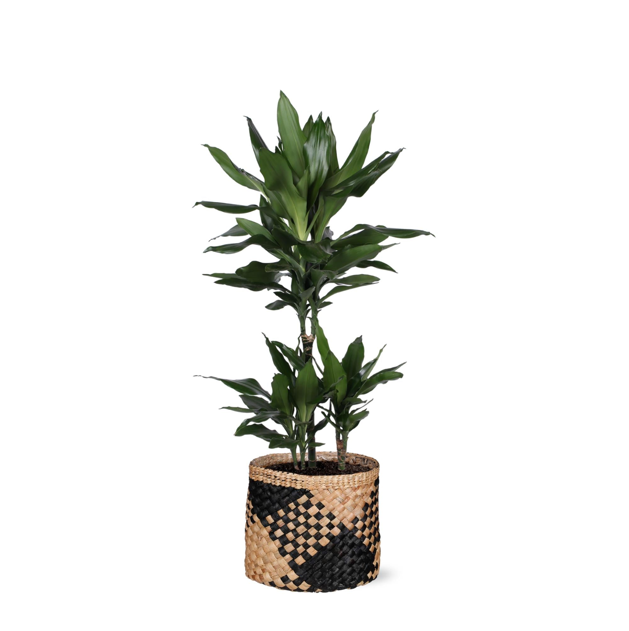 Drachenbaum Janet Lind - Dracaena Janet Lind Ø21cm - ↕90cm in Albury Korb