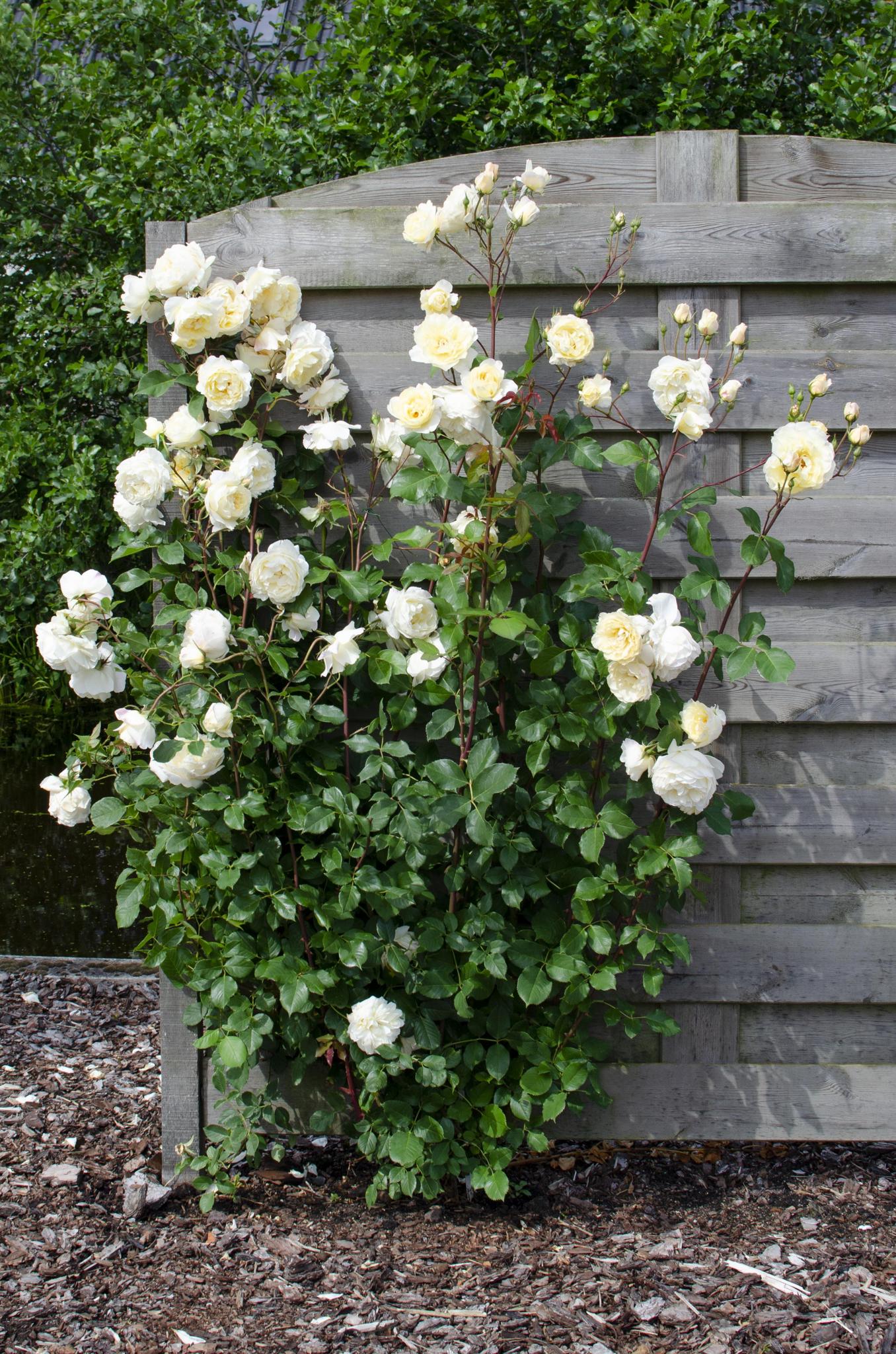 Rose Crazy in love 'Vanilla' - Ø15cm - ↕65cm  Cremeweiße Rose   Kletterrose