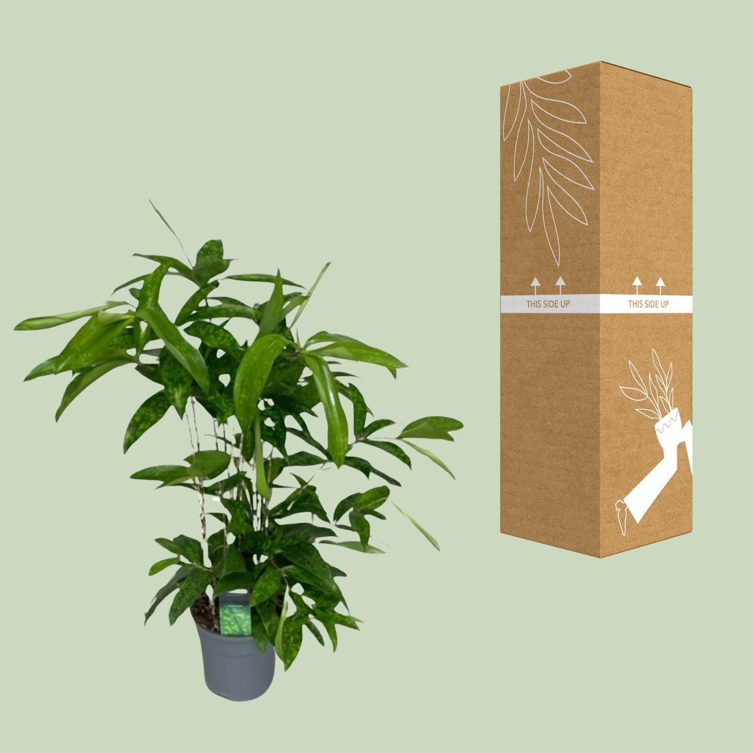 Japanischer Bambus - Dracaena Surculosa - Ø17cm - ↕60cm