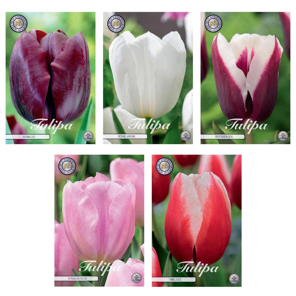 Tulpen Mix - Tulipa Blumenzwiebeln Mix (12) - 5 Spezies - 41 Blumenzwiebeln