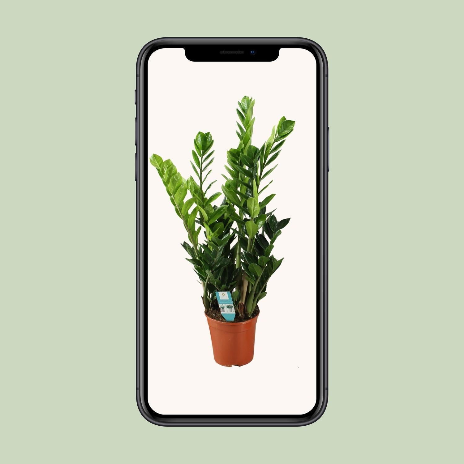 Zamioculcas 21cm - Ø21cm - ↕100cm