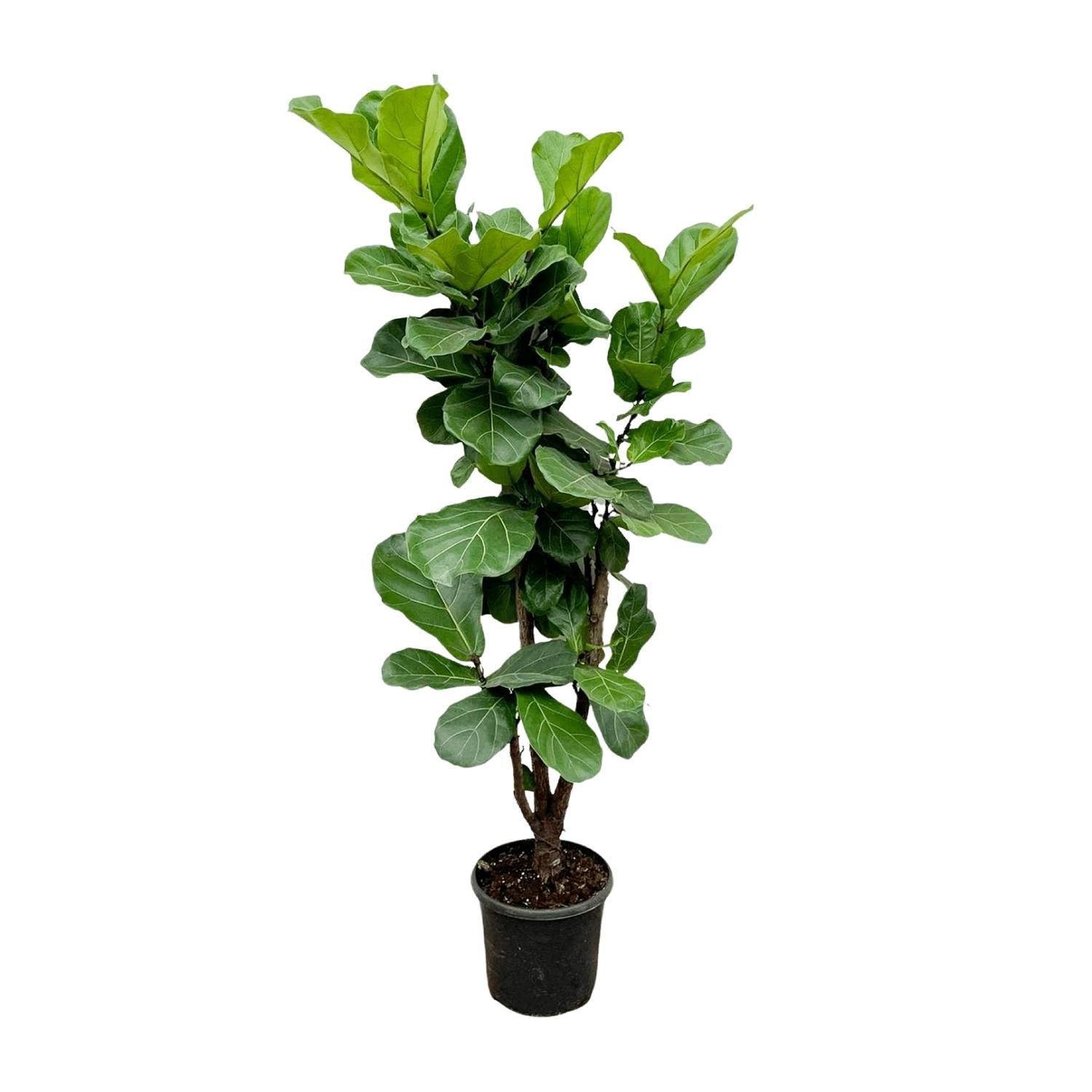 Geigenfeige - Ficus Lyrata - 180cm - ⌀30