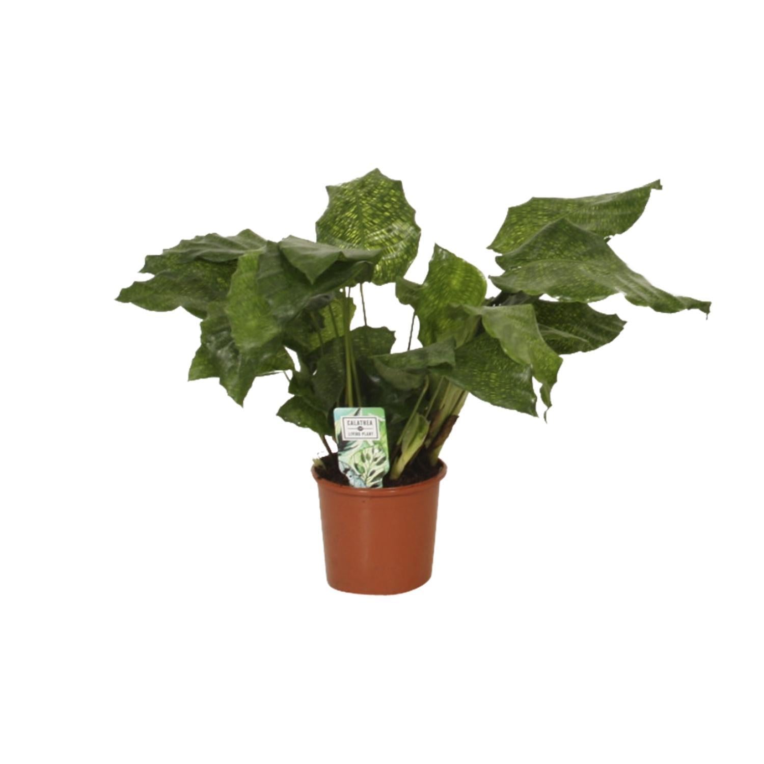 Calathea Network - Korbmarante - 30cm - Ø14