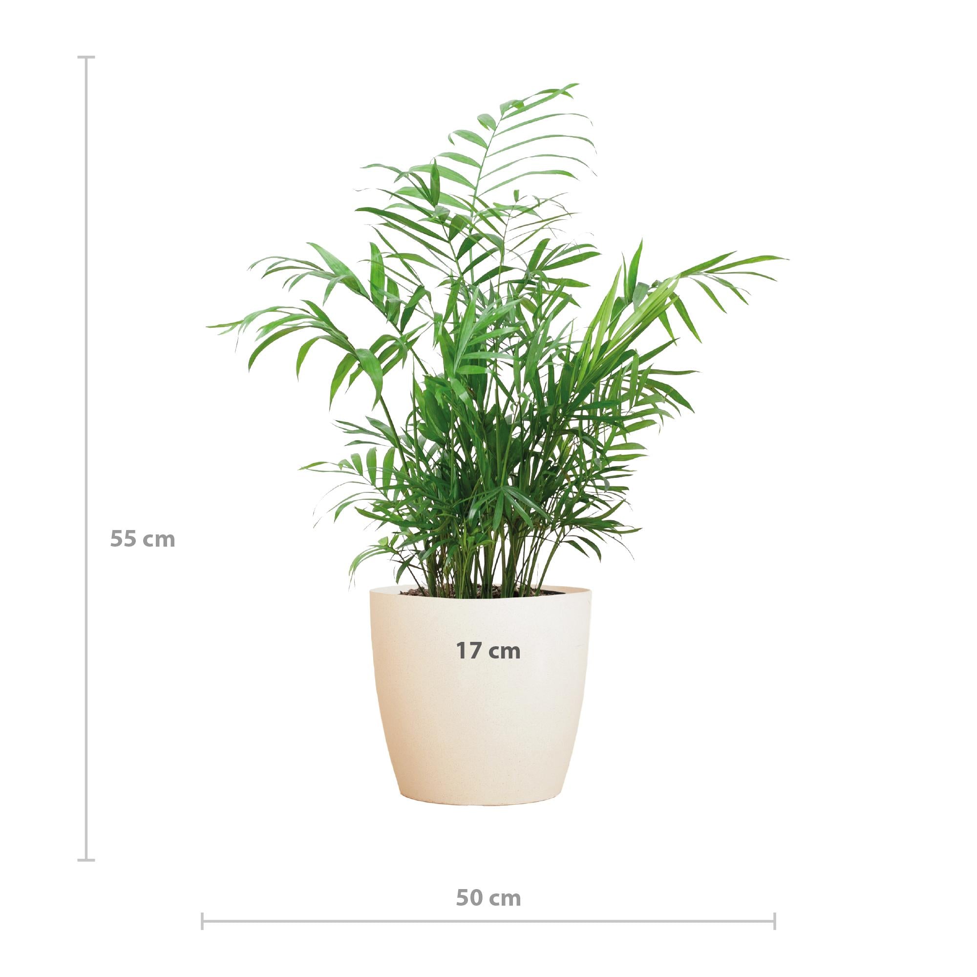 Mexikanische Bergpalme - Chamadorea Elegans mit Viber Topf weiß - 55cm - Ø17