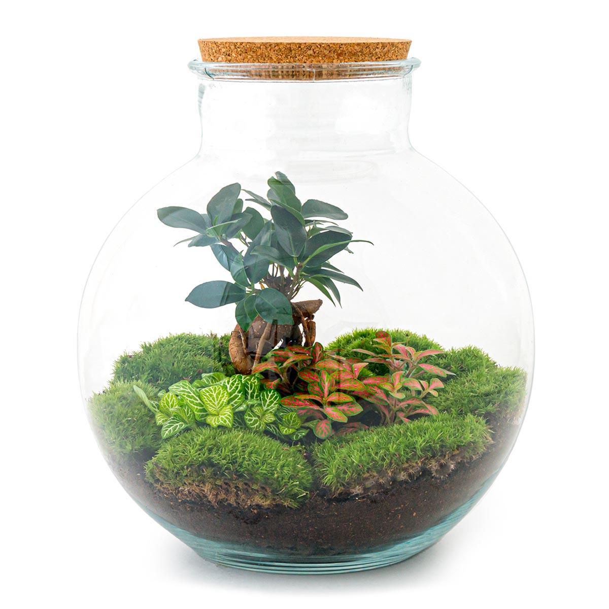 Bottle Garden - Bolder Bob Bonsai - ↕ 30 cm - Hark + Schop + Pincet