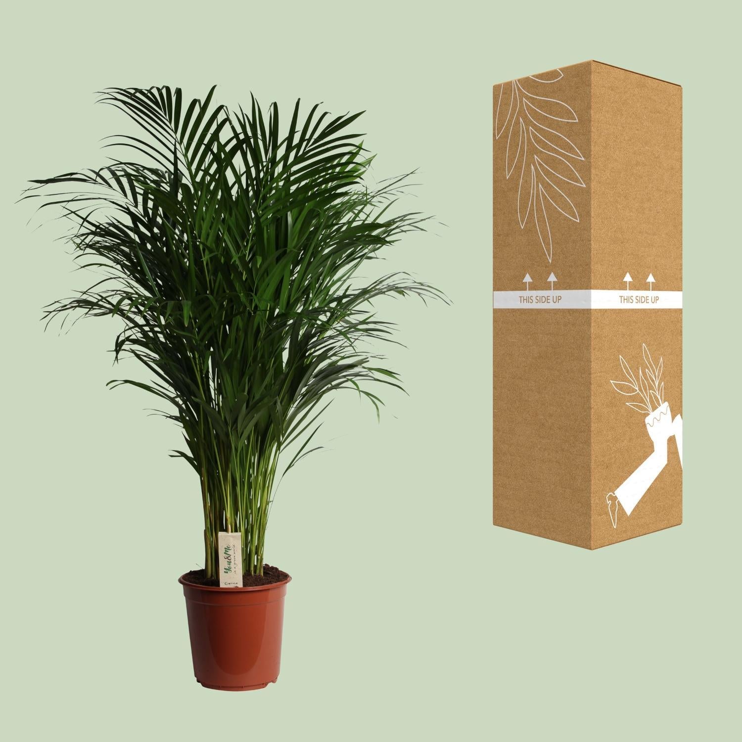 Arecapalme Dypsis Lutescens - Ø24cm - ↕120cm