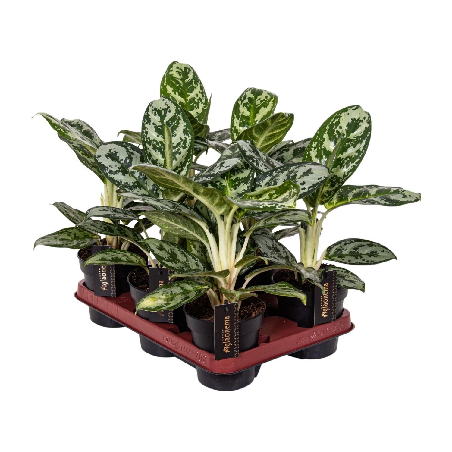 Chinesischer immergrüner Baum - Aglaonema Amazon Silver - Ø12cm - ↕30cm