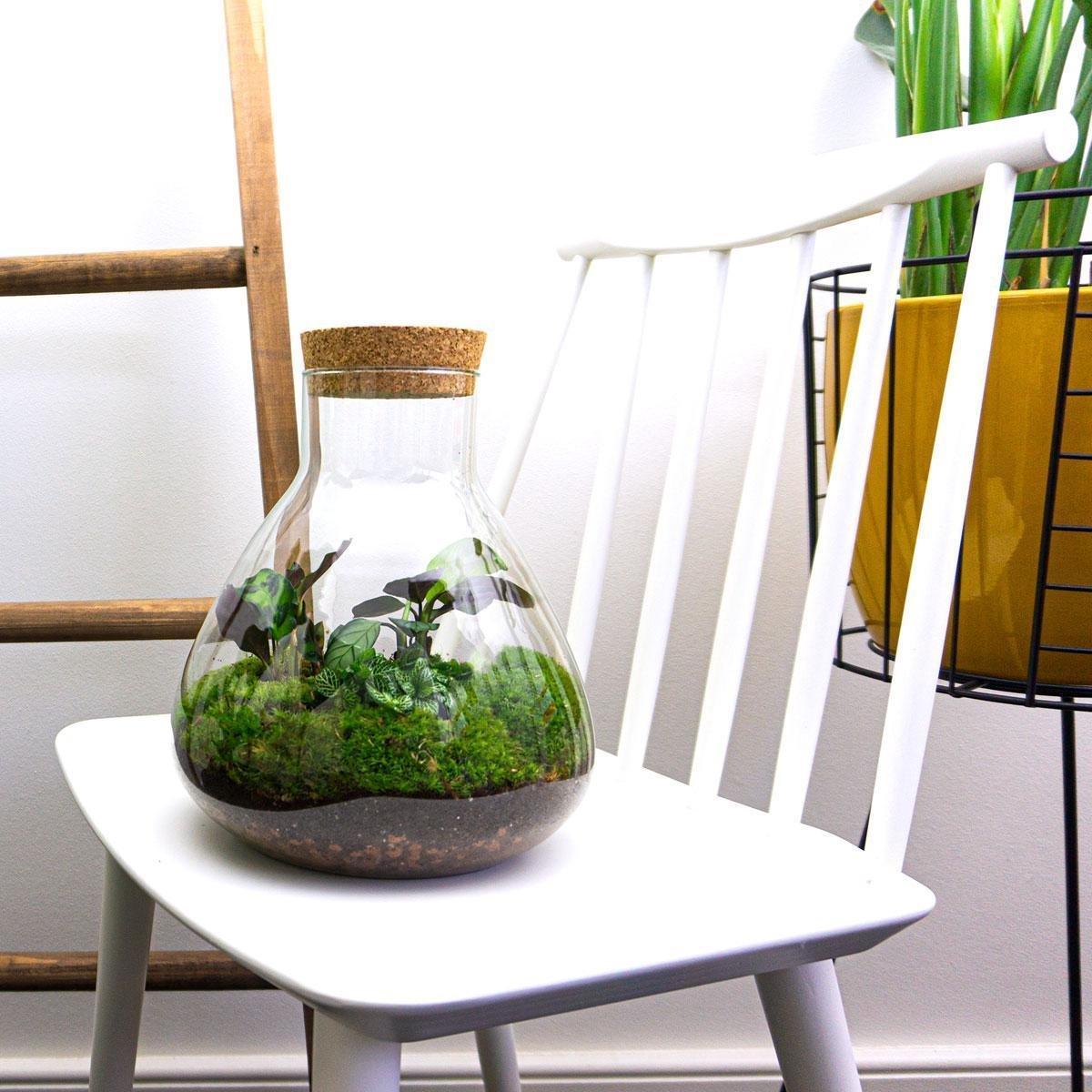 DIY-terrarium – Sammie – ↕ 27 cm