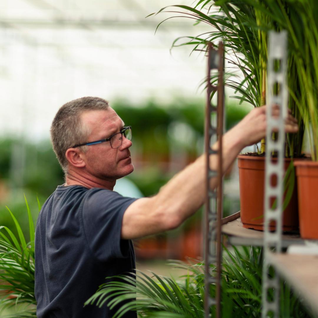 Arecapalme  Dypsis lutescens mit Topf - ↨110cm - Ø21cm