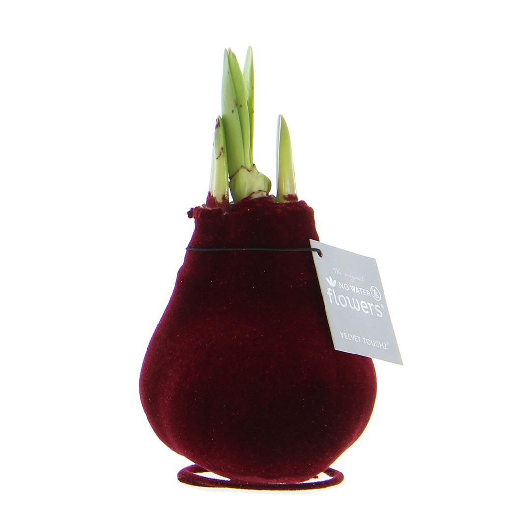 No Water Flowers® (wax amaryllis) | Velvet Touchz® - Bordeaux + Red flower