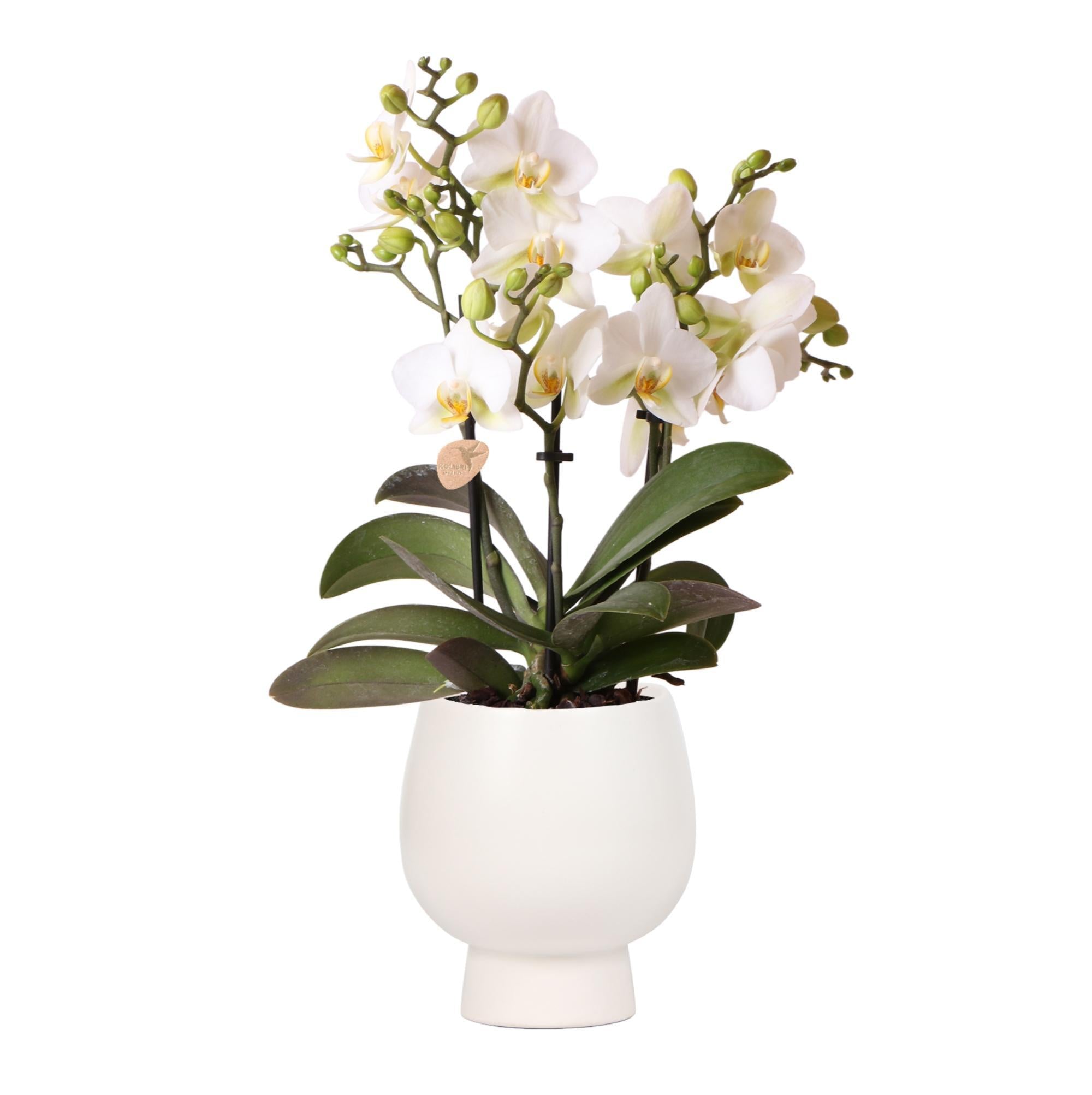 Orchidee Weiße Phalaenopsis Lausanne + Scandic weißer Ziertopf - Topfgröße Ø9cm + 40cm hoch | blühende Zimmerpflanze - frisch vom Züchter