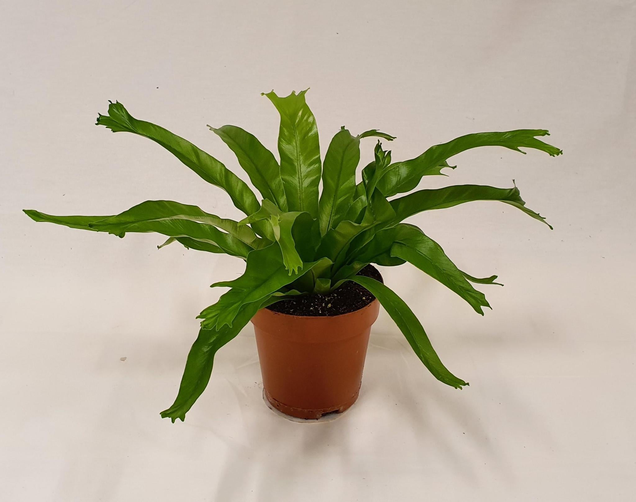 Nestfarn - Asplenium Crissie - Ø12cm - ↕30cm